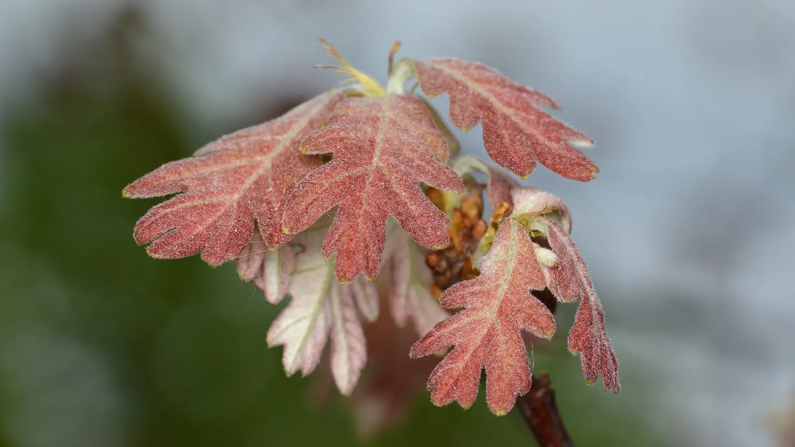 White Oak (Quercus Alba) — roughly averaging 1 foot per year, image 68