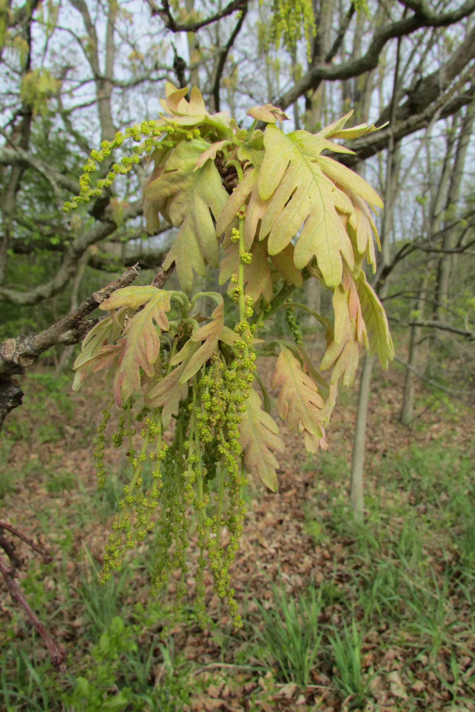 White Oak (Quercus Alba) — green and yellow flowers in the garden; it is vital to understand the attributes of this grand species to effectively, image 79