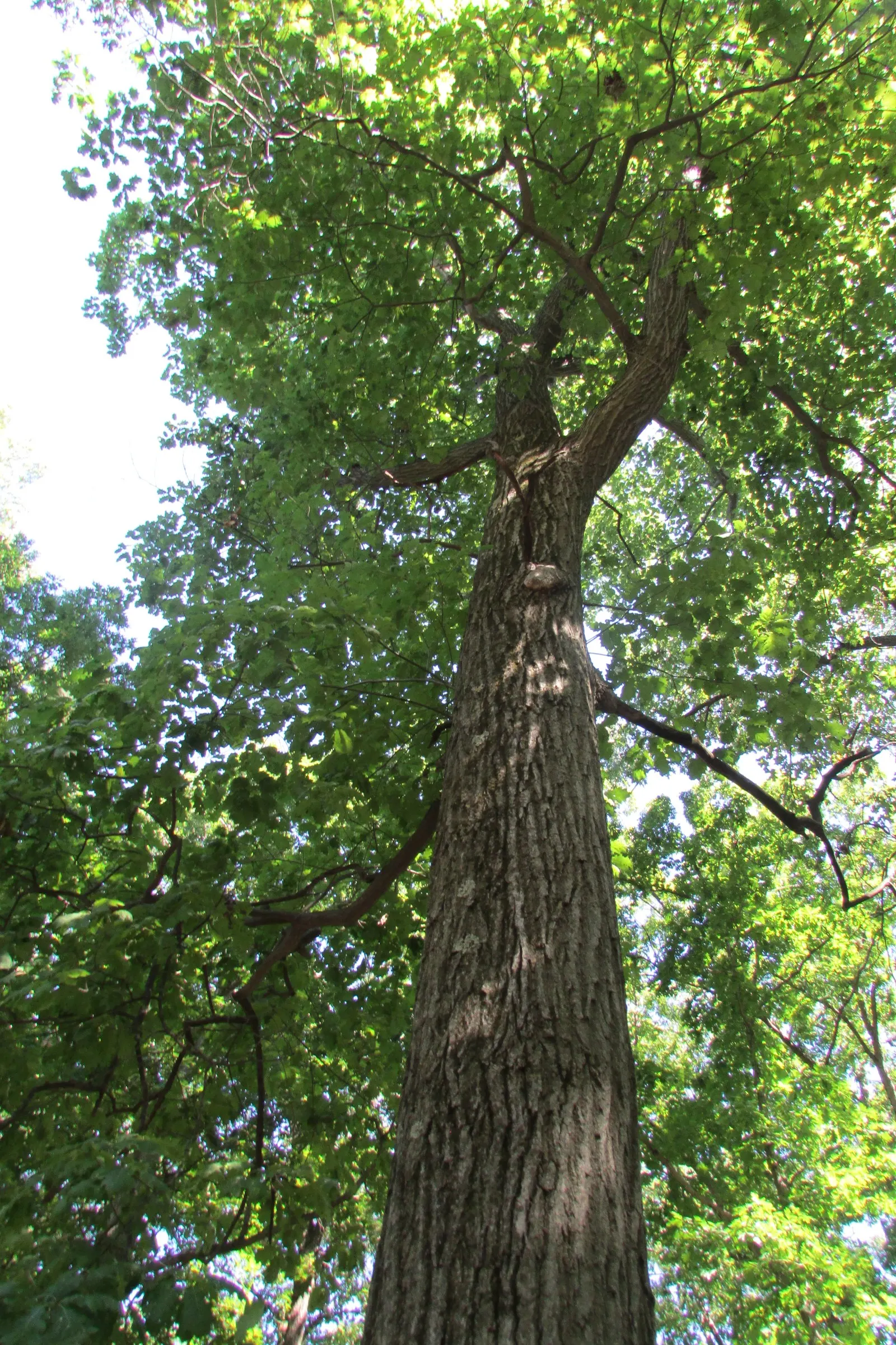 White Oak (Quercus Alba) — is a majestic and storied hardwood native to North America; tree with green and yellow blooms