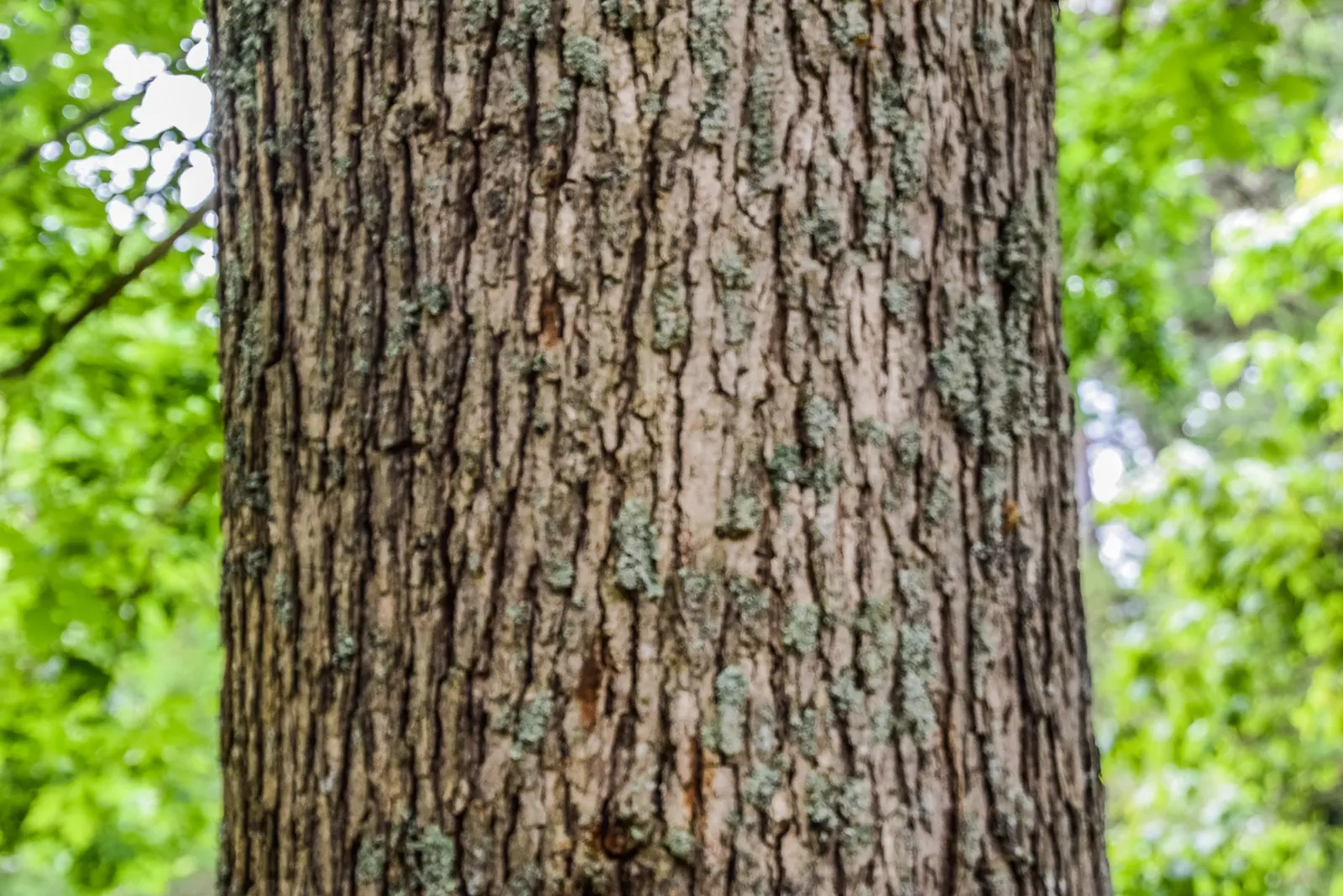 White Oak (Quercus Alba) — the White Oak requires considerable space; hardy in USDA zones 3 to 9, this oak is resilient against drought once, image 65