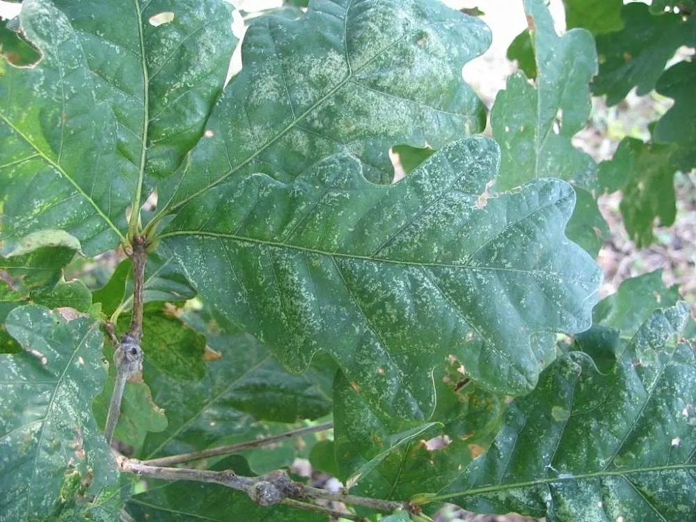 White Oak (Quercus Alba) — roughly averaging 1 foot per year