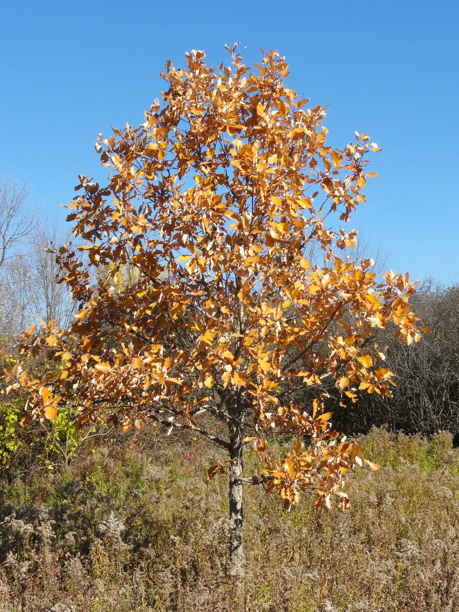 White Oak (Quercus Alba) — scientifically recognized as Quercus alba; acidic to neutral soils and thrives in full sun to partial shade