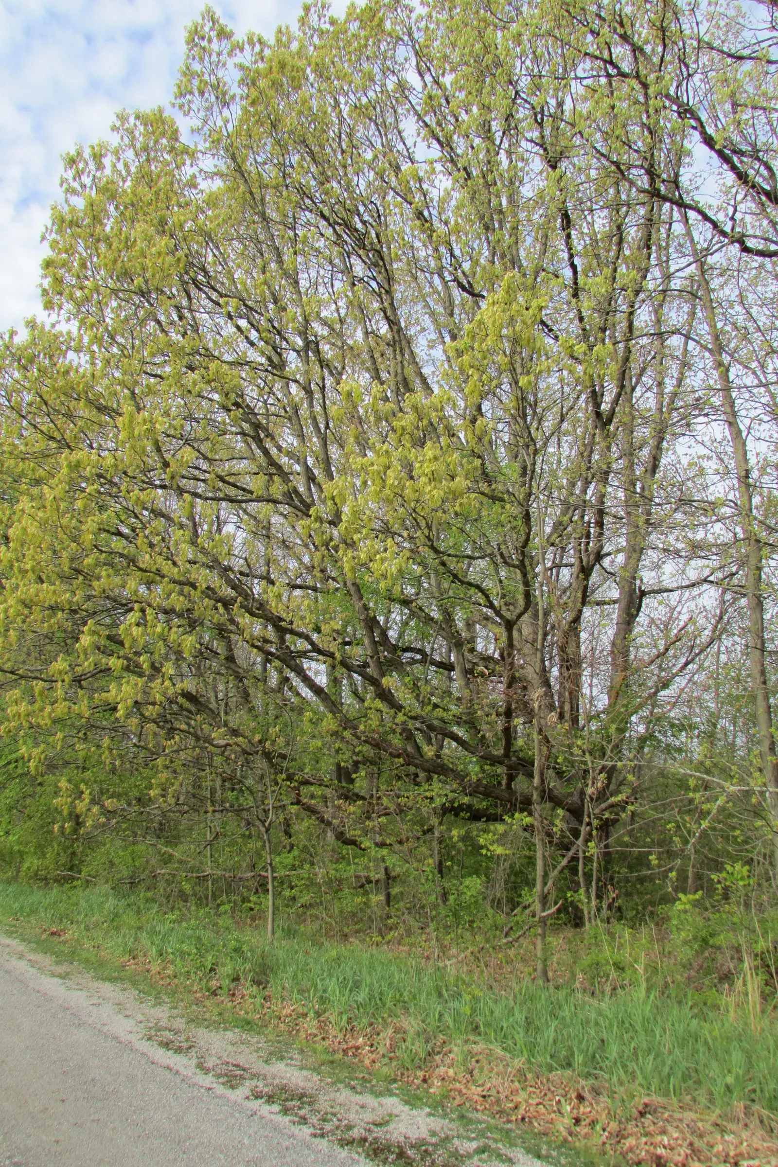 White Oak (Quercus Alba) — Its growth rate is moderate