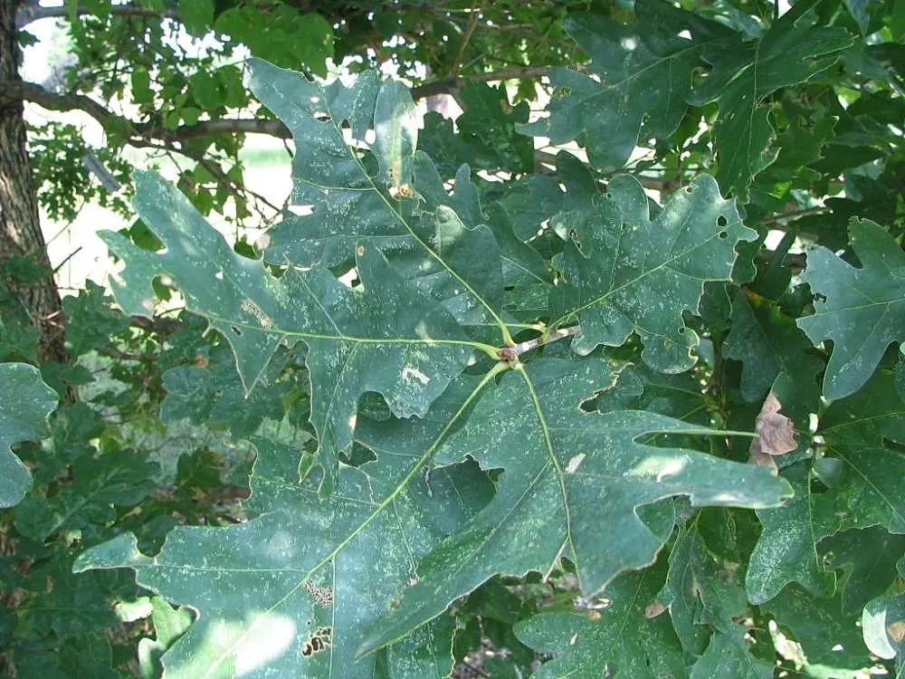 White Oak (Quercus Alba) — is a majestic and storied hardwood native to North America