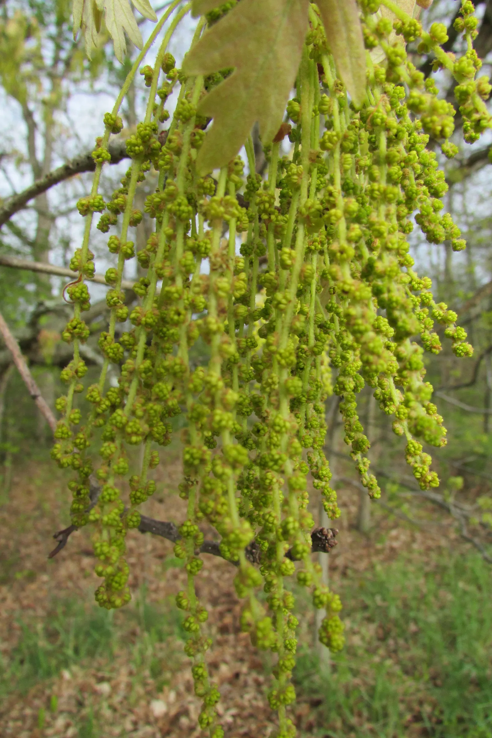 White Oak (Quercus Alba) — This oak prefers well-draining soil and full sun to partial shade