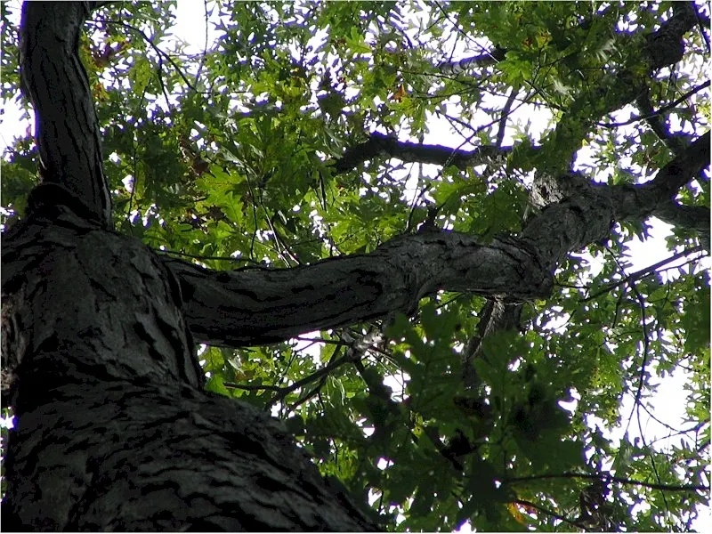 White Oak (Quercus Alba) — Mature specimens can attain heights of 80-100 feet with an equal spread; the White Oak requires considerable space