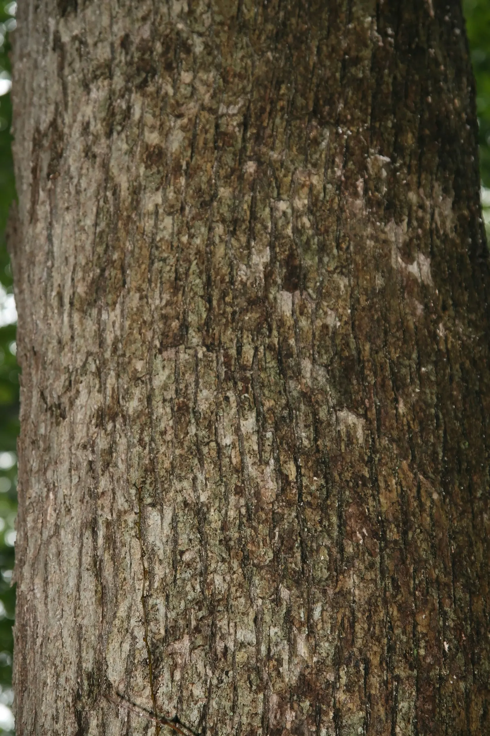 White Oak (Quercus Alba) — making it an ideal centerpiece for expansive landscapes