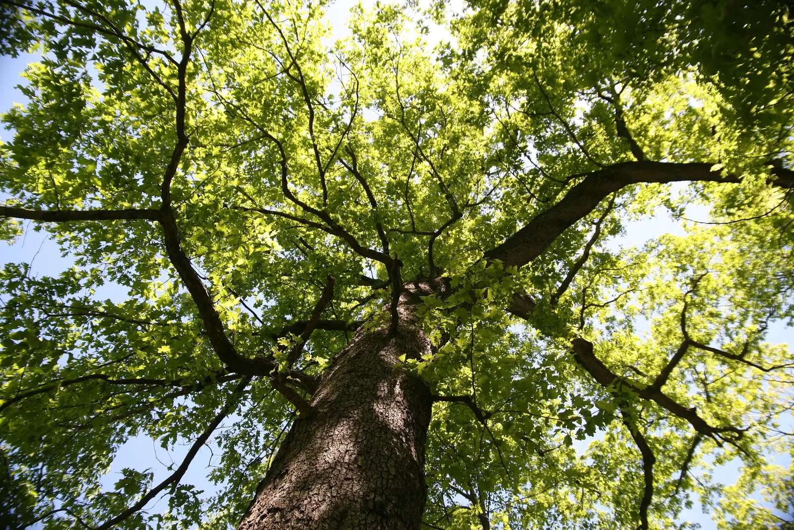 White Oak (Quercus Alba) — as the White Oak's deep taproots necessitate adequate space for root development; which transition to a stunning array of reds and