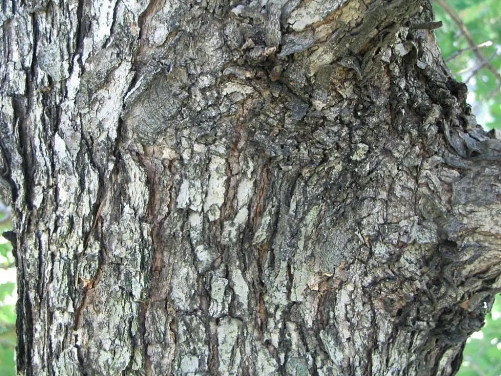 White Oak (Quercus Alba) — Its acorns support local wildlife, making it an excellent choice for naturalistic landscapes; making it an ideal, image 60
