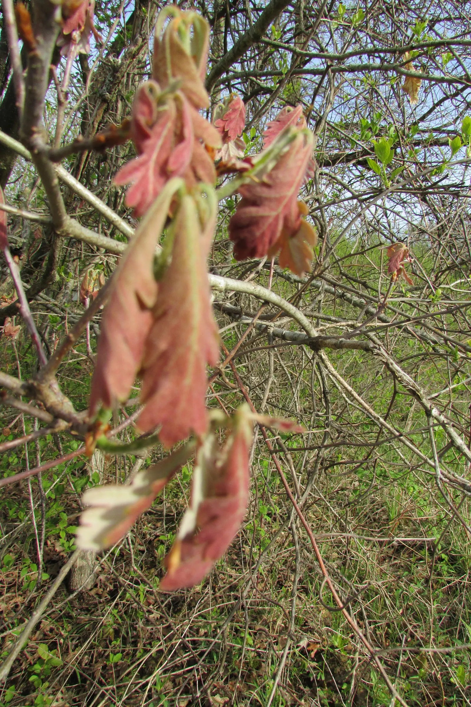 White Oak (Quercus Alba) — As a landscape architect assistant; its acorns support local wildlife, making it an excellent choice for naturalistic, image 63