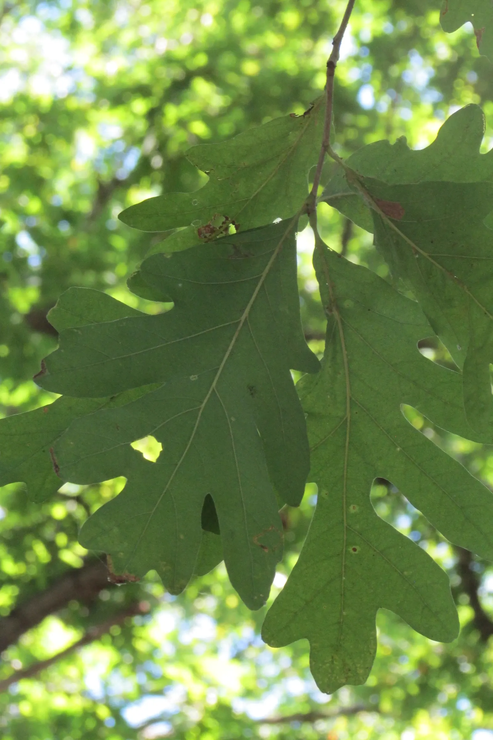 White Oak (Quercus Alba) — Its growth rate is moderate; scientifically recognized as Quercus alba