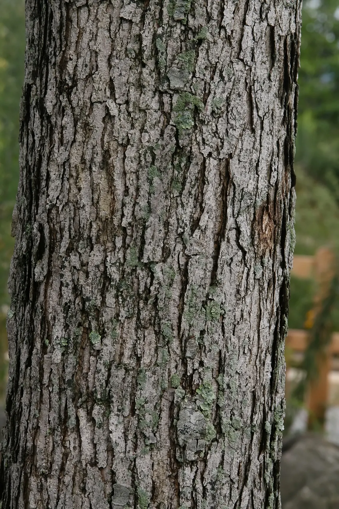 White Oak (Quercus Alba) — the White Oak provides significant visual interest throughout the year; is a majestic and storied hardwood native to North America