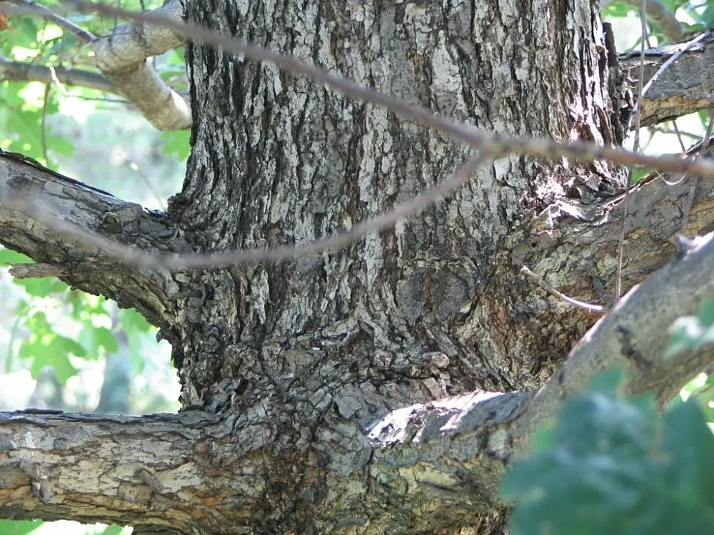 White Oak (Quercus Alba) — allowing for timely establishment in a cultivated setting.<br><br>Prominent for its deeply lobed; it is also a vital, image 69