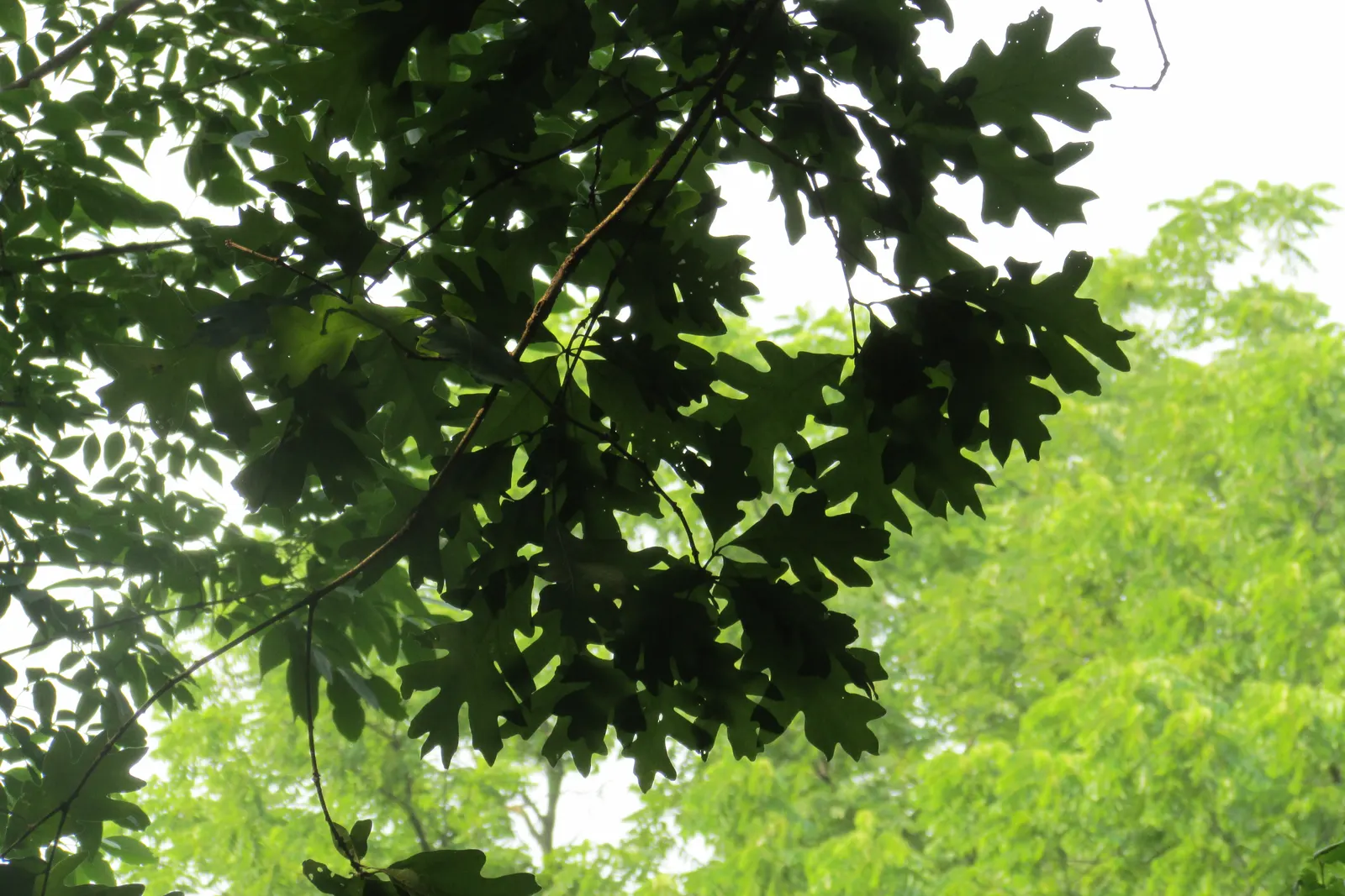 White Oak (Quercus Alba) — wide branches provide ample shade