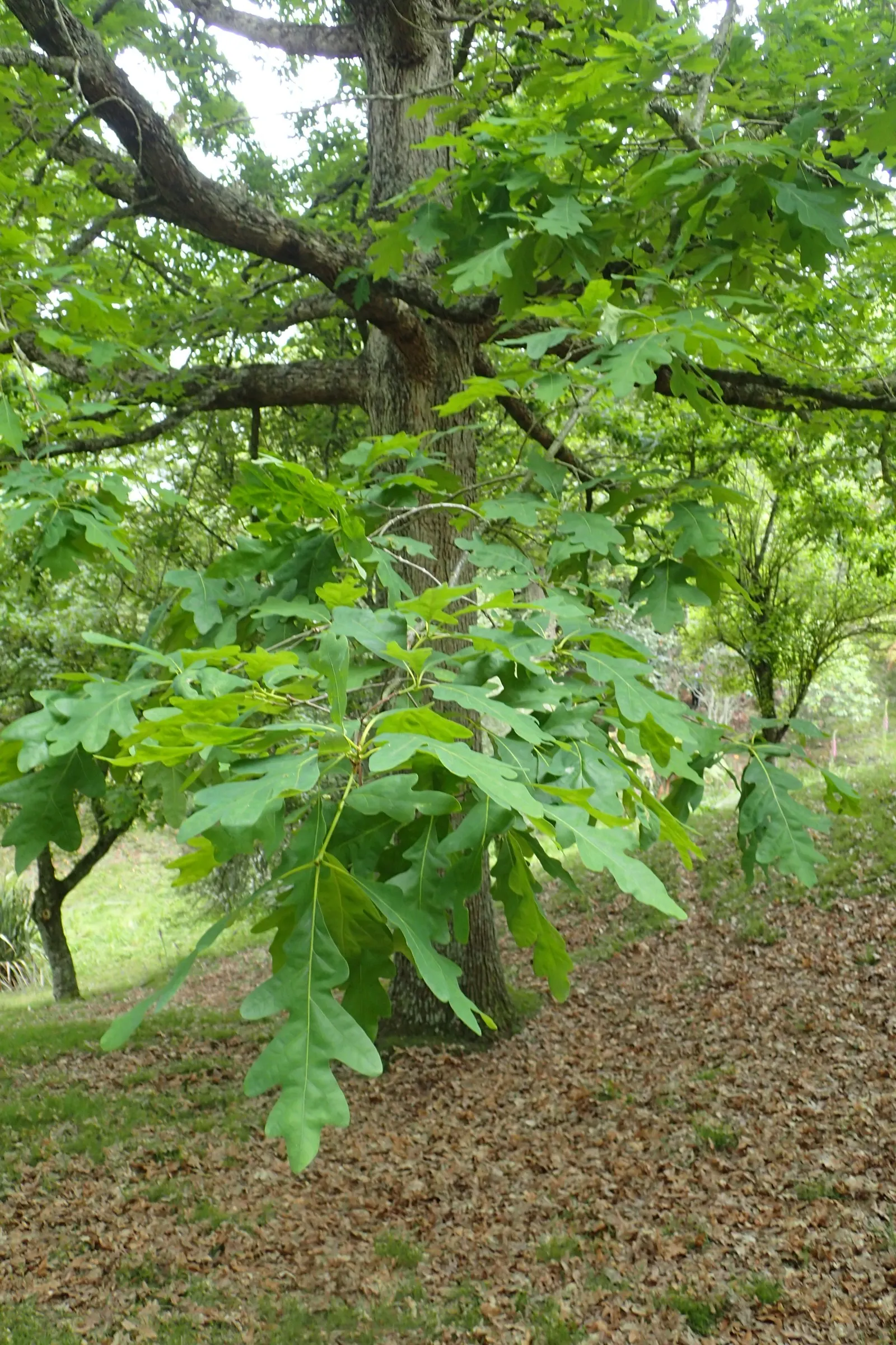 White Oak (Quercus Alba) — tree for full