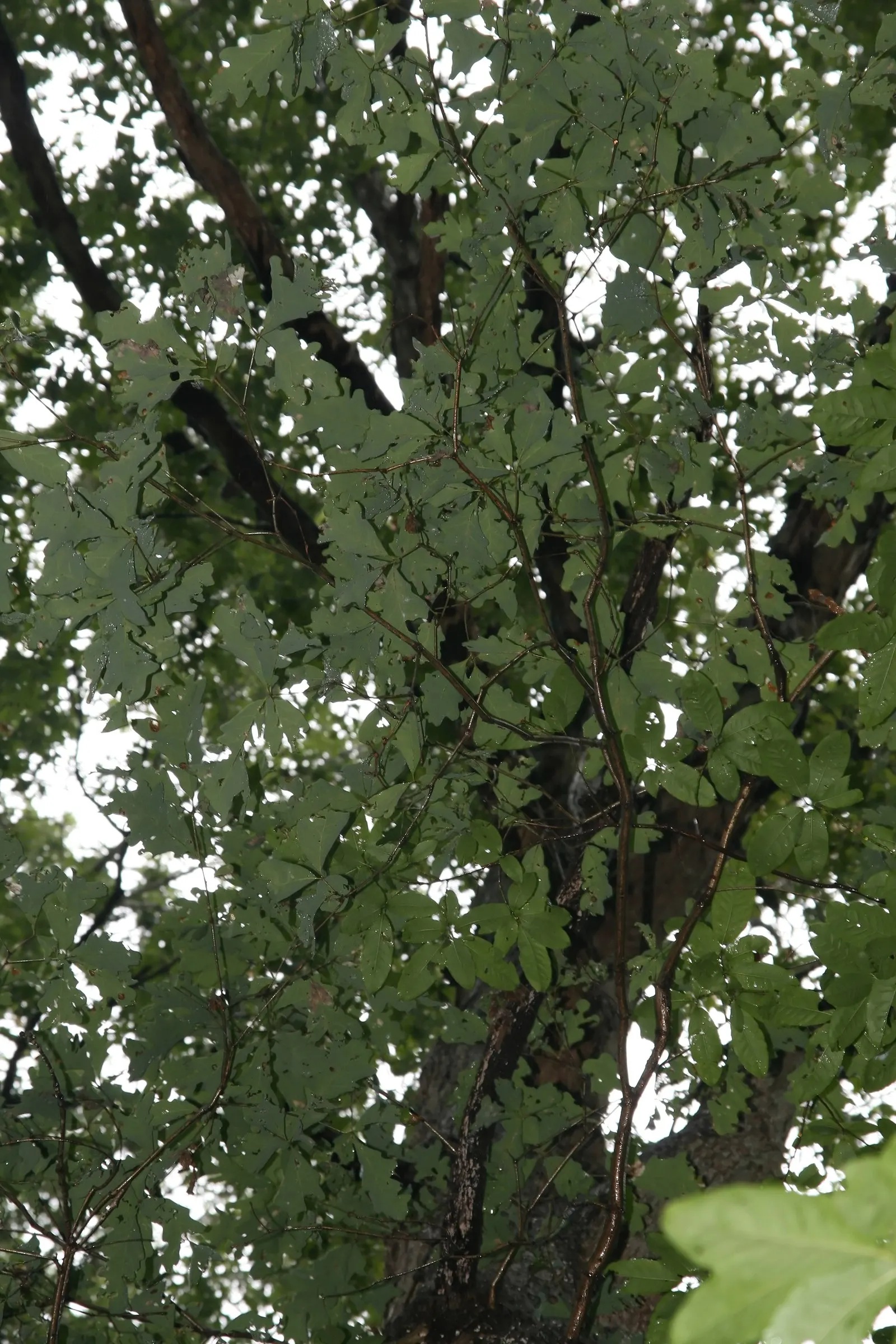 White Oak (Quercus Alba) — It is also a vital ecological contributor