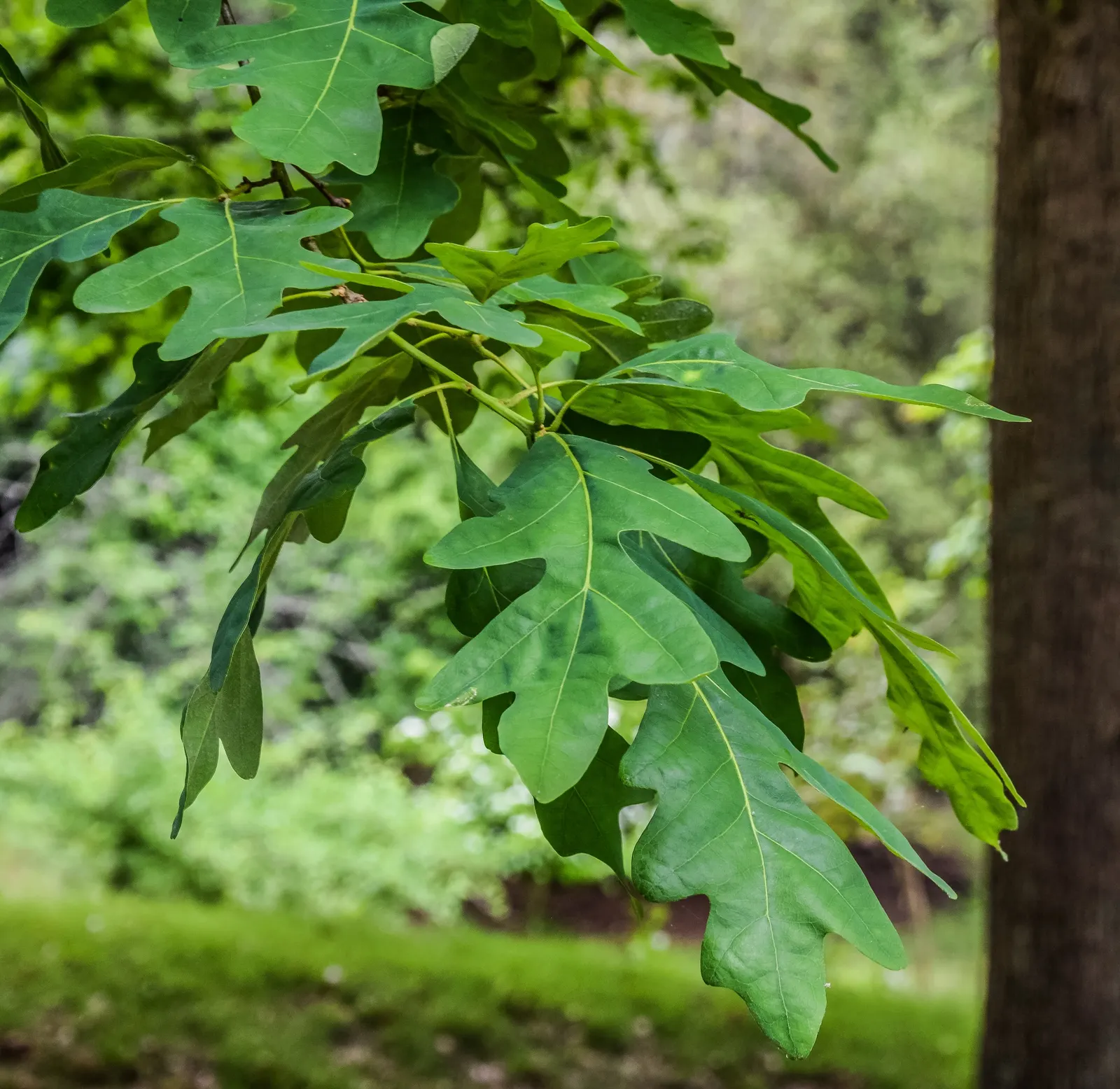White Oak (Quercus Alba) — tree with green and yellow blooms; the White Oak provides significant visual interest throughout the year