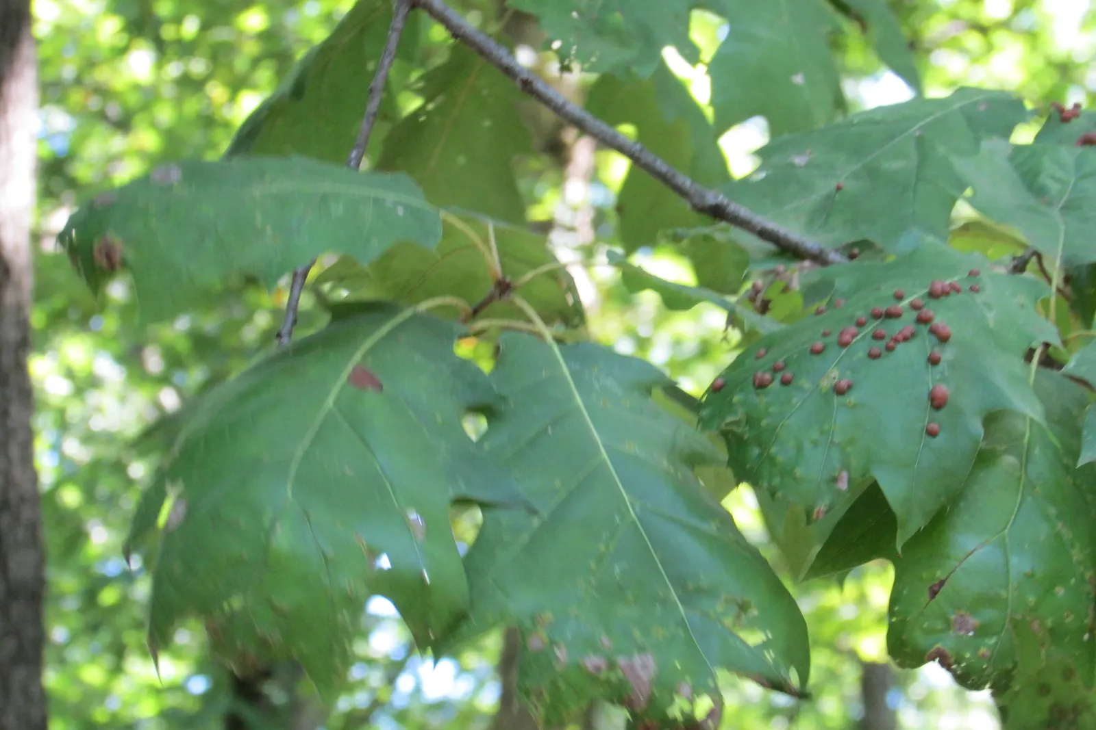 White Oak (Quercus Alba) — tree with green and yellow blooms; the White Oak provides significant visual interest throughout the year, image 80