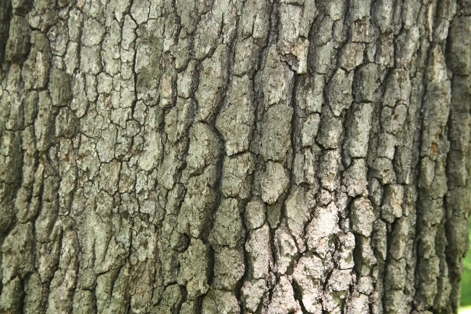 White Oak (Quercus Alba) — wide branches provide ample shade; green and yellow flowers in the garden, image 58