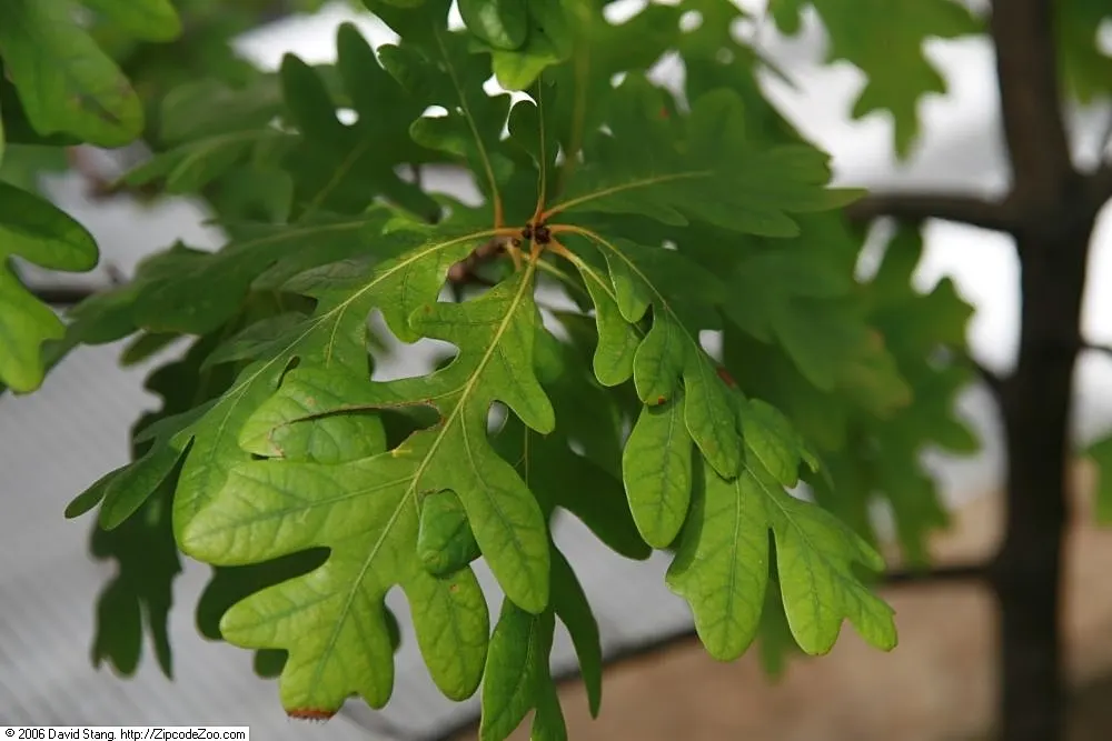 White Oak (Quercus Alba) — Mature specimens can attain heights of 80-100 feet with an equal spread; the White Oak requires considerable space, image 83
