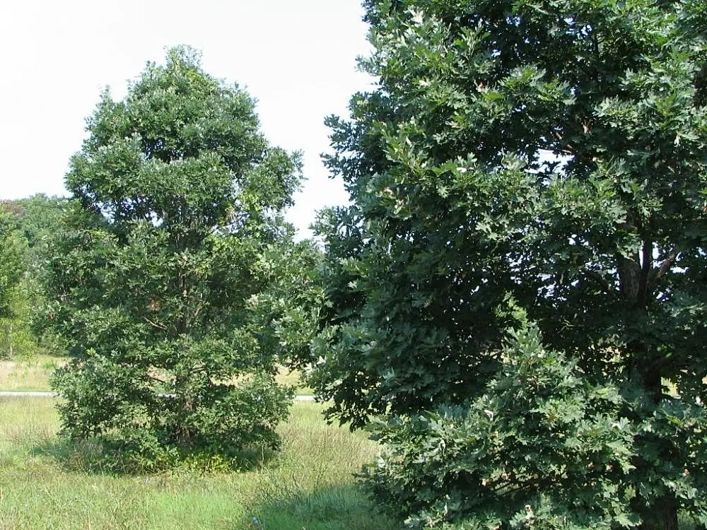 White Oak (Quercus Alba) — The bark is light ash-gray