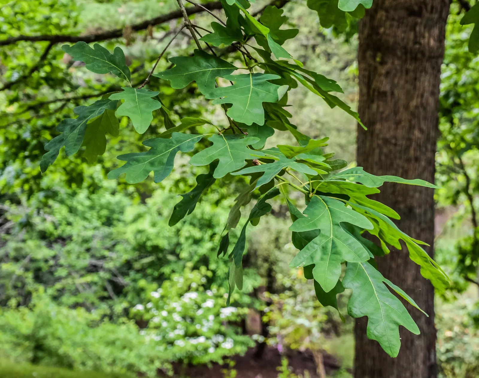 White Oak (Quercus Alba) — acidic to neutral soils and thrives in full sun to partial shade; as the White Oak's deep taproots necessitate adequate space for