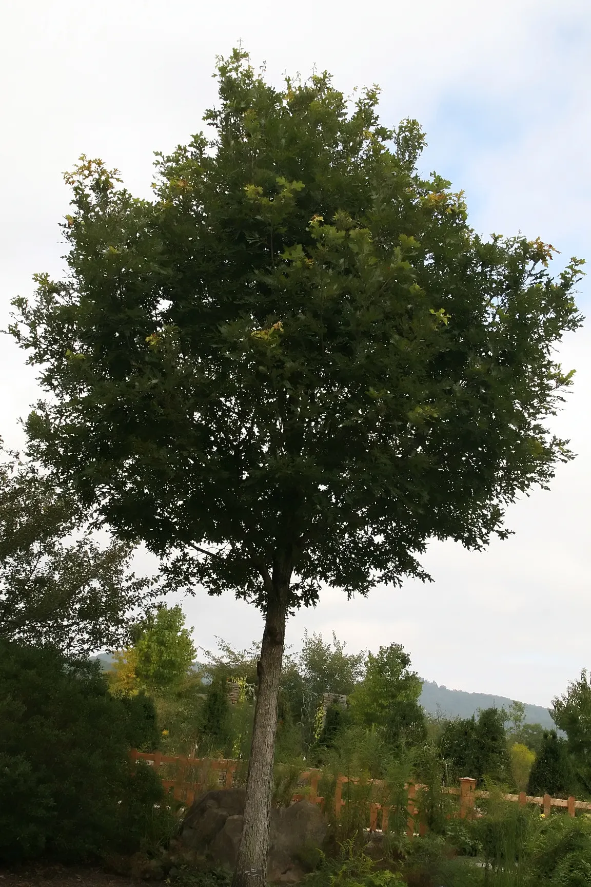 White Oak (Quercus Alba) — As a landscape architect assistant; its acorns support local wildlife, making it an excellent choice for naturalistic landscapes