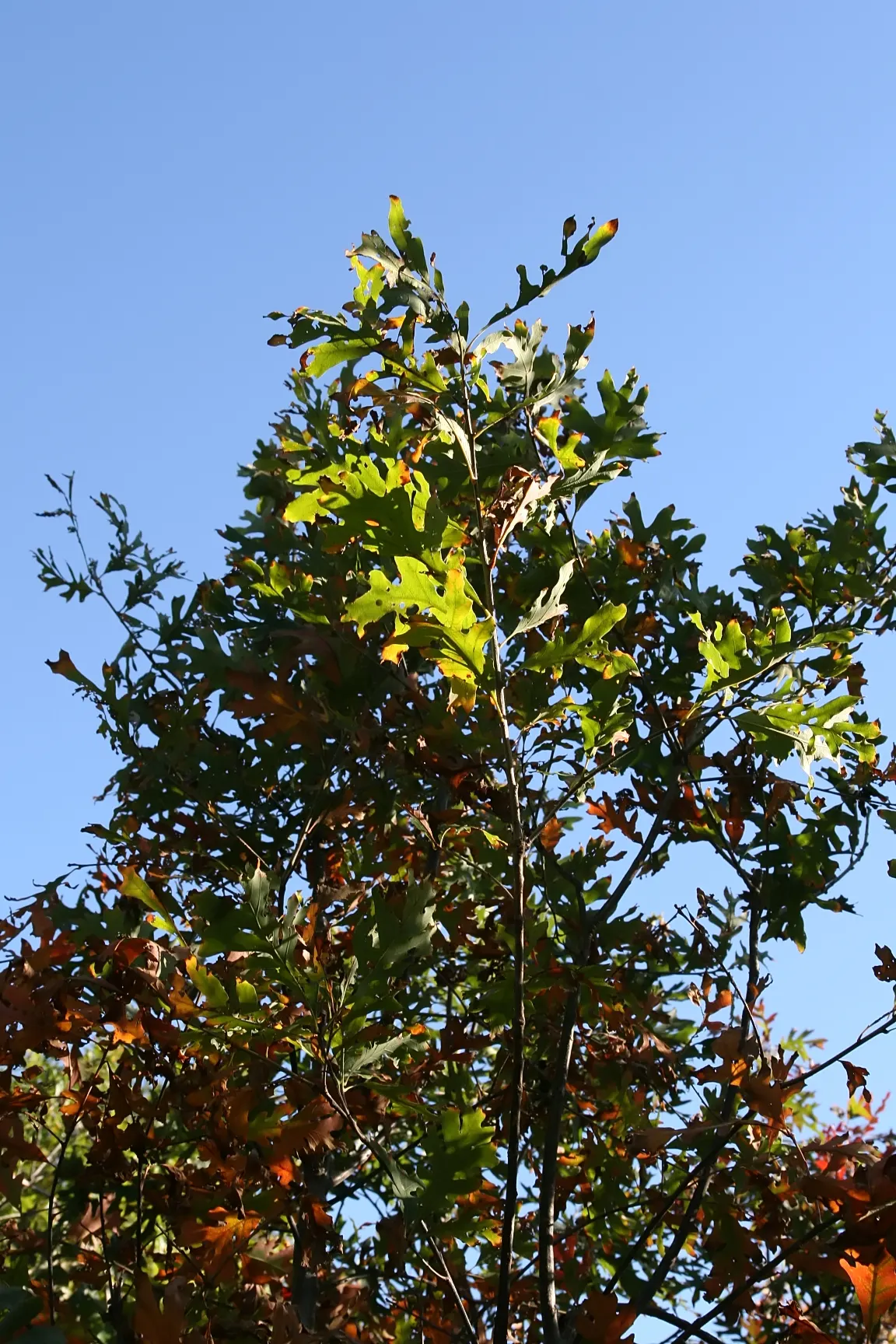 White Oak (Quercus Alba) — When implementing this species in a design, image 77