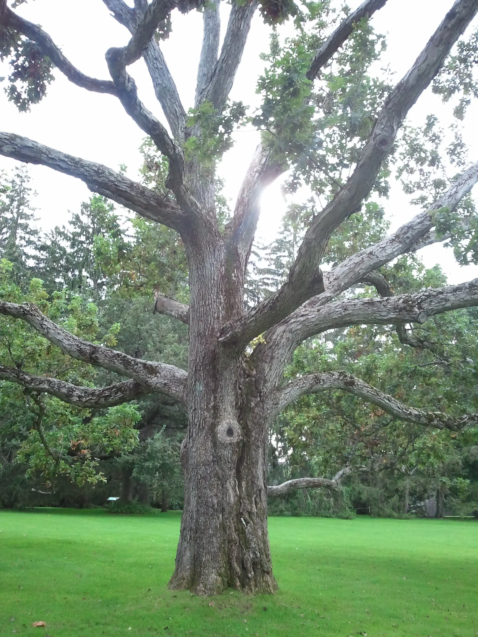 White Oak (Quercus Alba) — Its acorns support local wildlife, making it an excellent choice for naturalistic landscapes