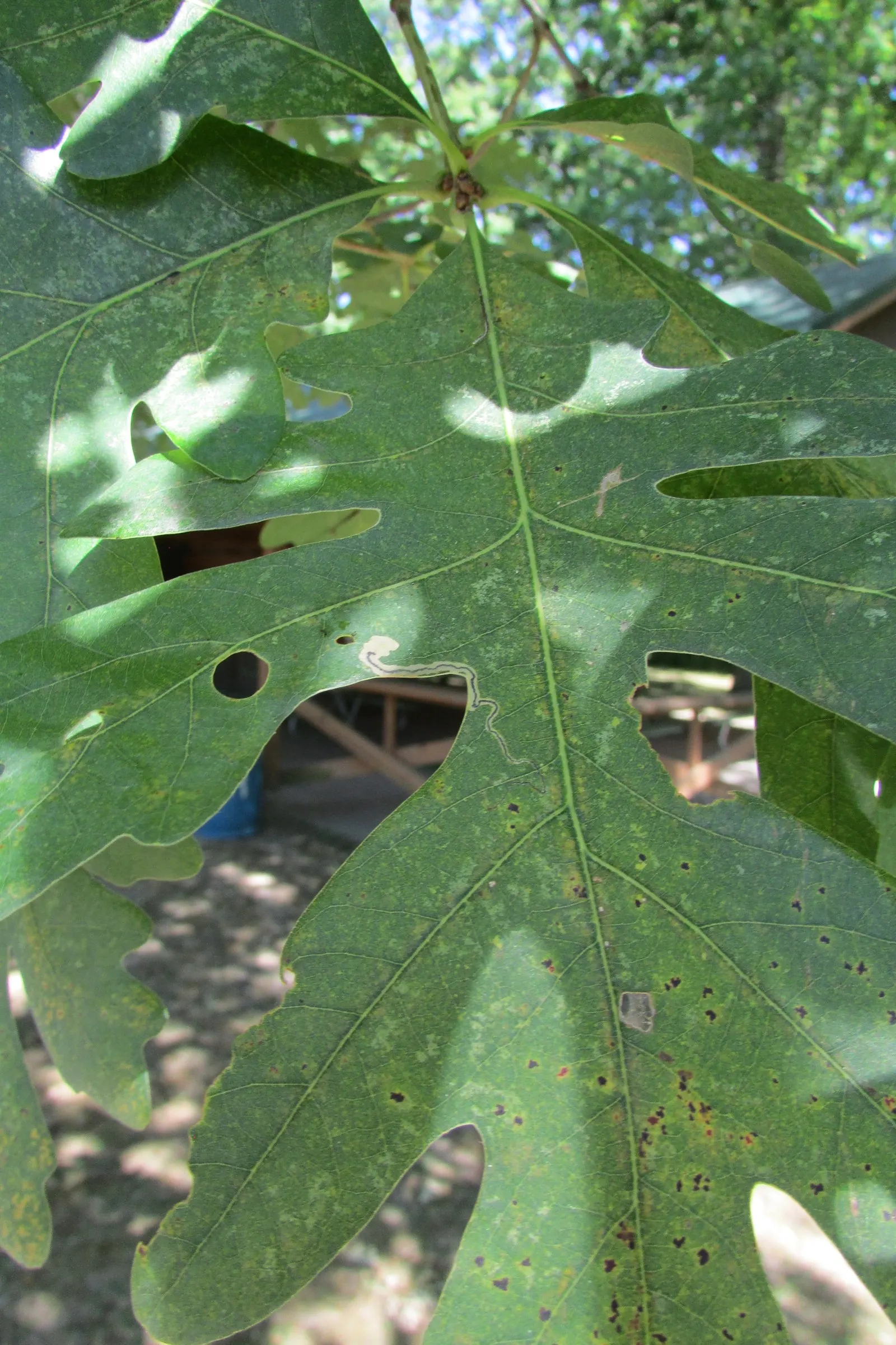 White Oak (Quercus Alba) — The White Oak, or Quercus alba, is a majestic, long-lived hardwood indigenous to eastern North America; wide branches, image 55
