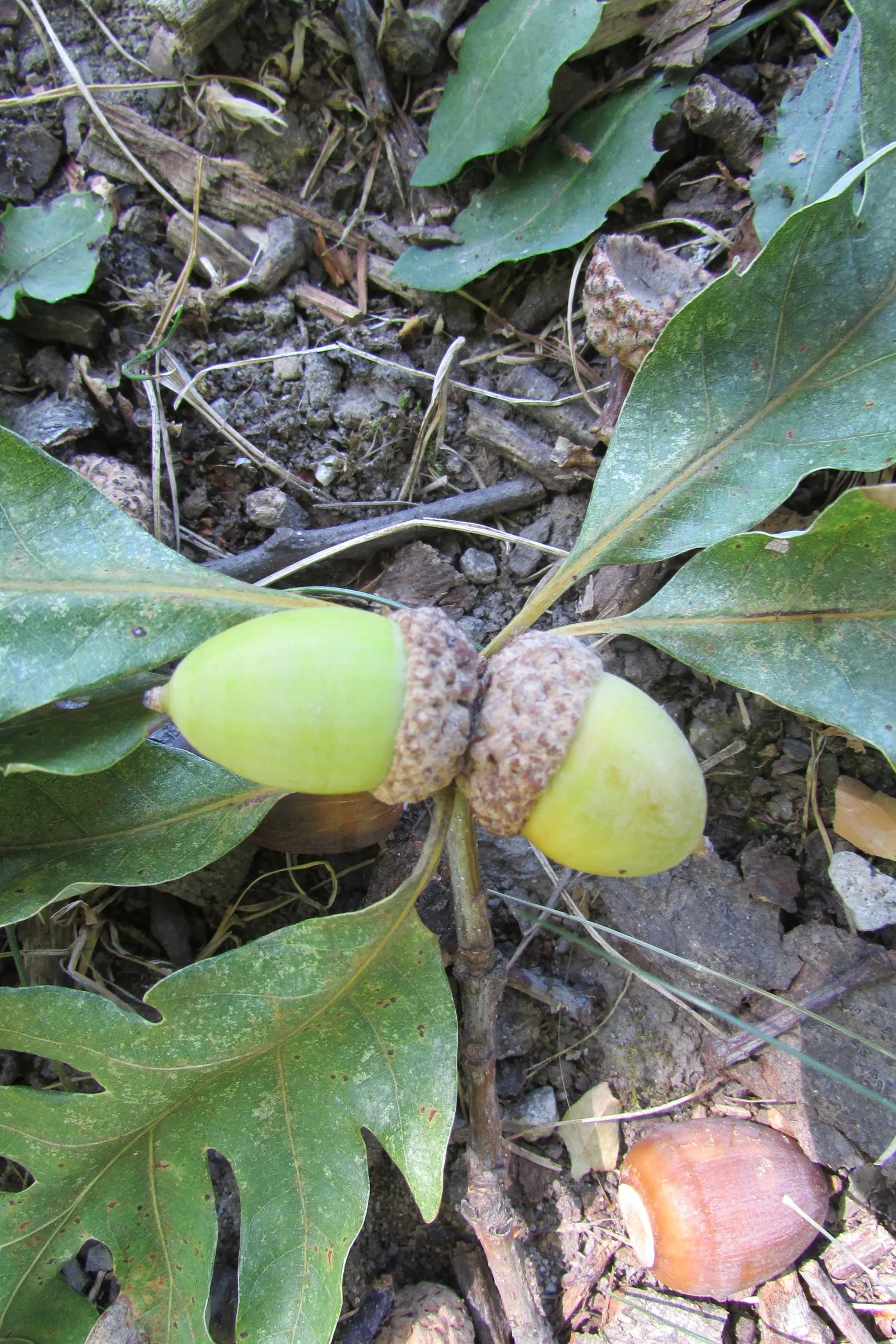 White Oak (Quercus Alba) — Hardy in USDA zones 3 to 9, this oak is resilient against drought once established; mature specimens can attain heights of 80-100
