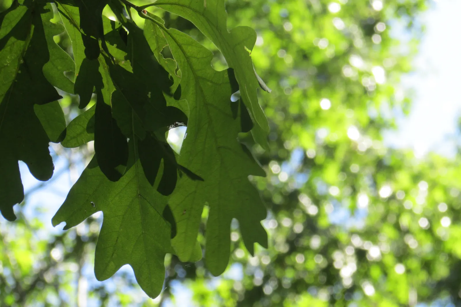 White Oak (Quercus Alba) — it is vital to understand the attributes of this grand species to effectively incorporate it into your design; its, image 64