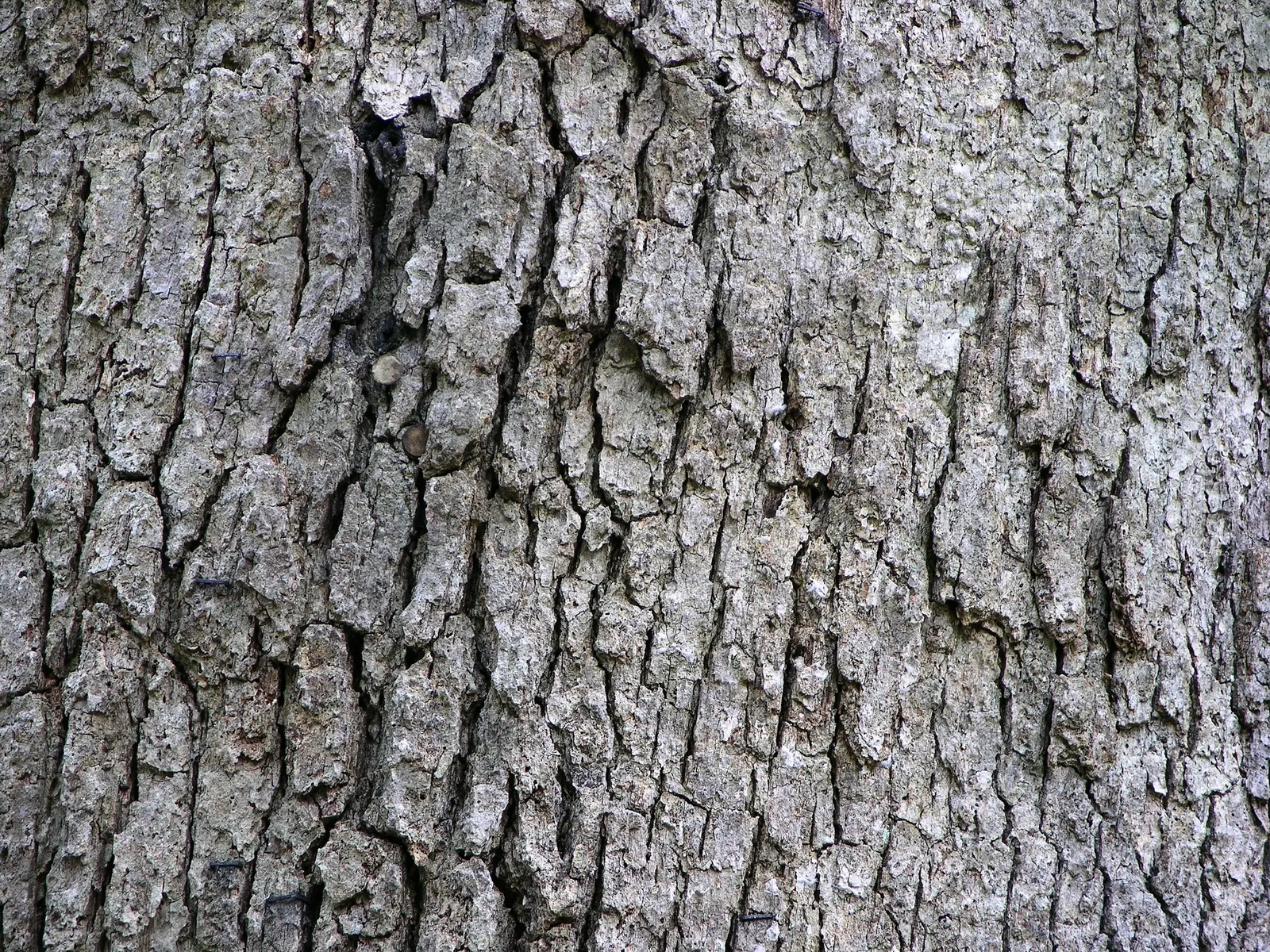 White Oak (Quercus Alba) — The White Oak, or Quercus alba, is a majestic, long-lived hardwood indigenous to eastern North America; wide branches, image 82