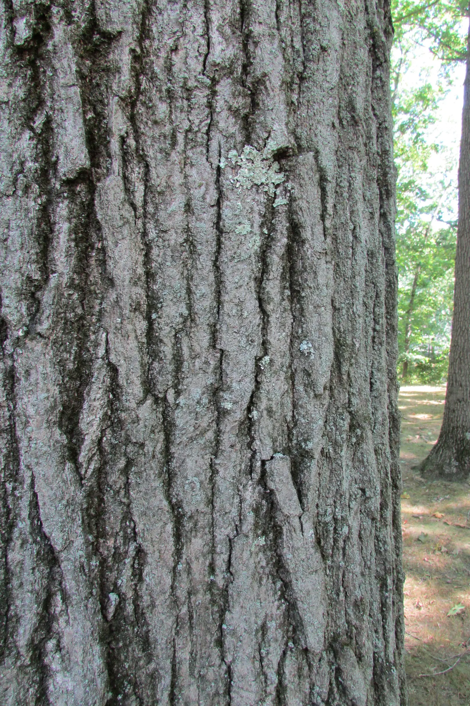 White Oak (Quercus Alba) — acidic to neutral soils and thrives in full sun to partial shade; as the White Oak's deep taproots necessitate adequate, image 73