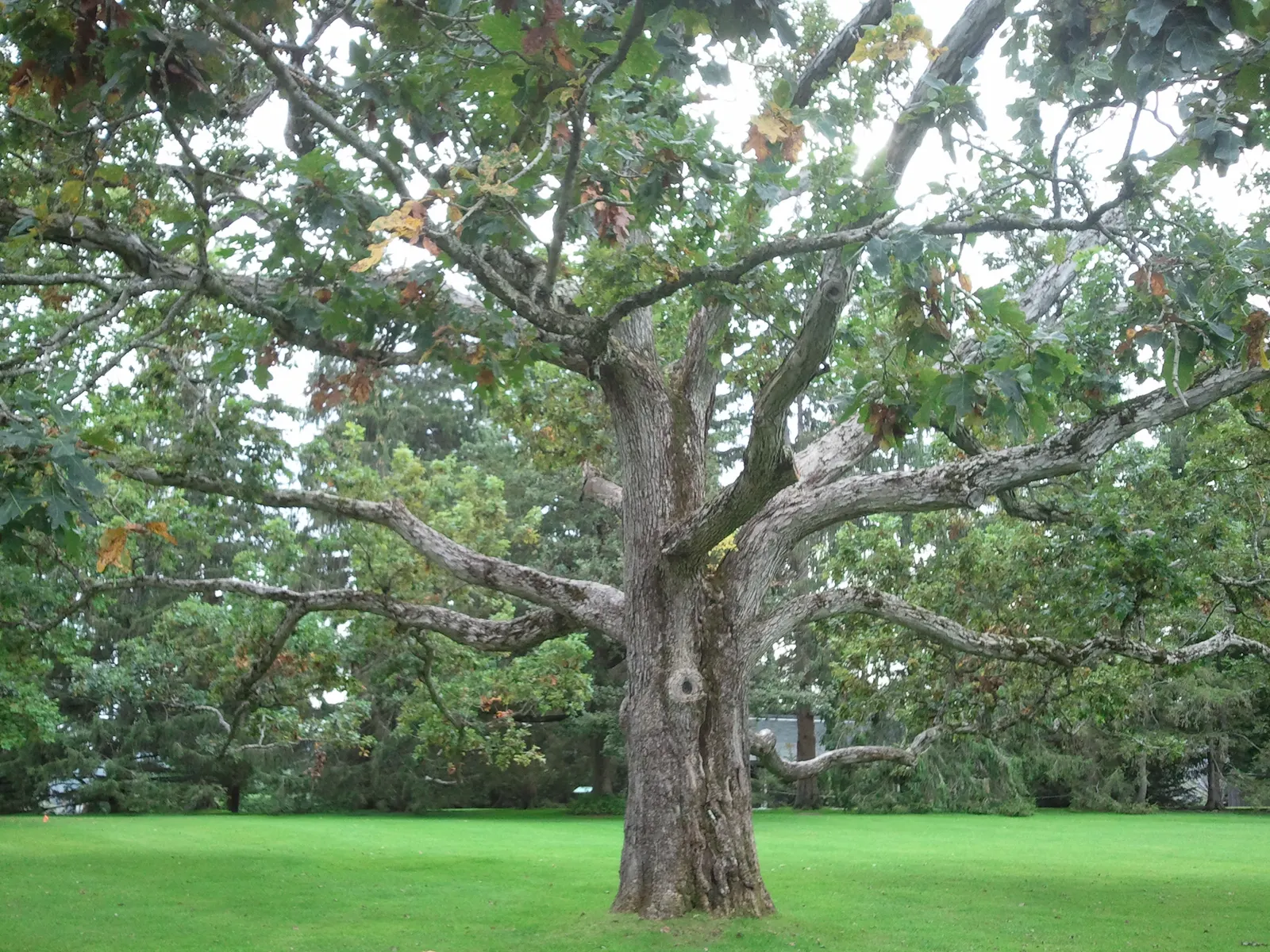 White Oak (Quercus Alba) — It is also a vital ecological contributor; as a landscape architect assistant, image 75
