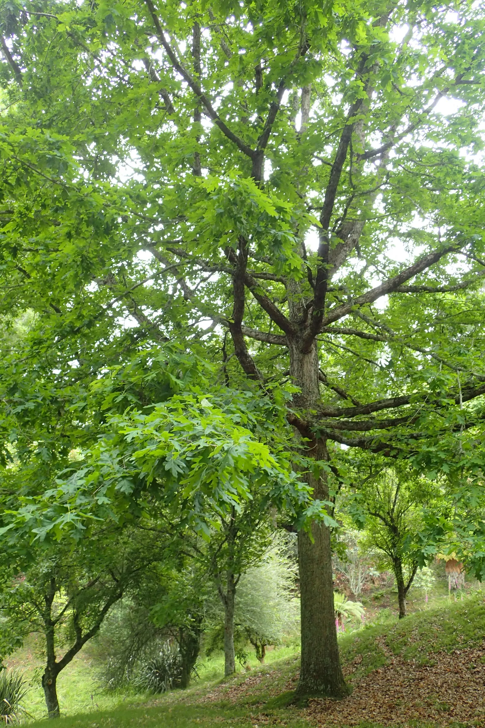 White Oak (Quercus Alba) — which transition to a stunning array of reds and purples in the fall