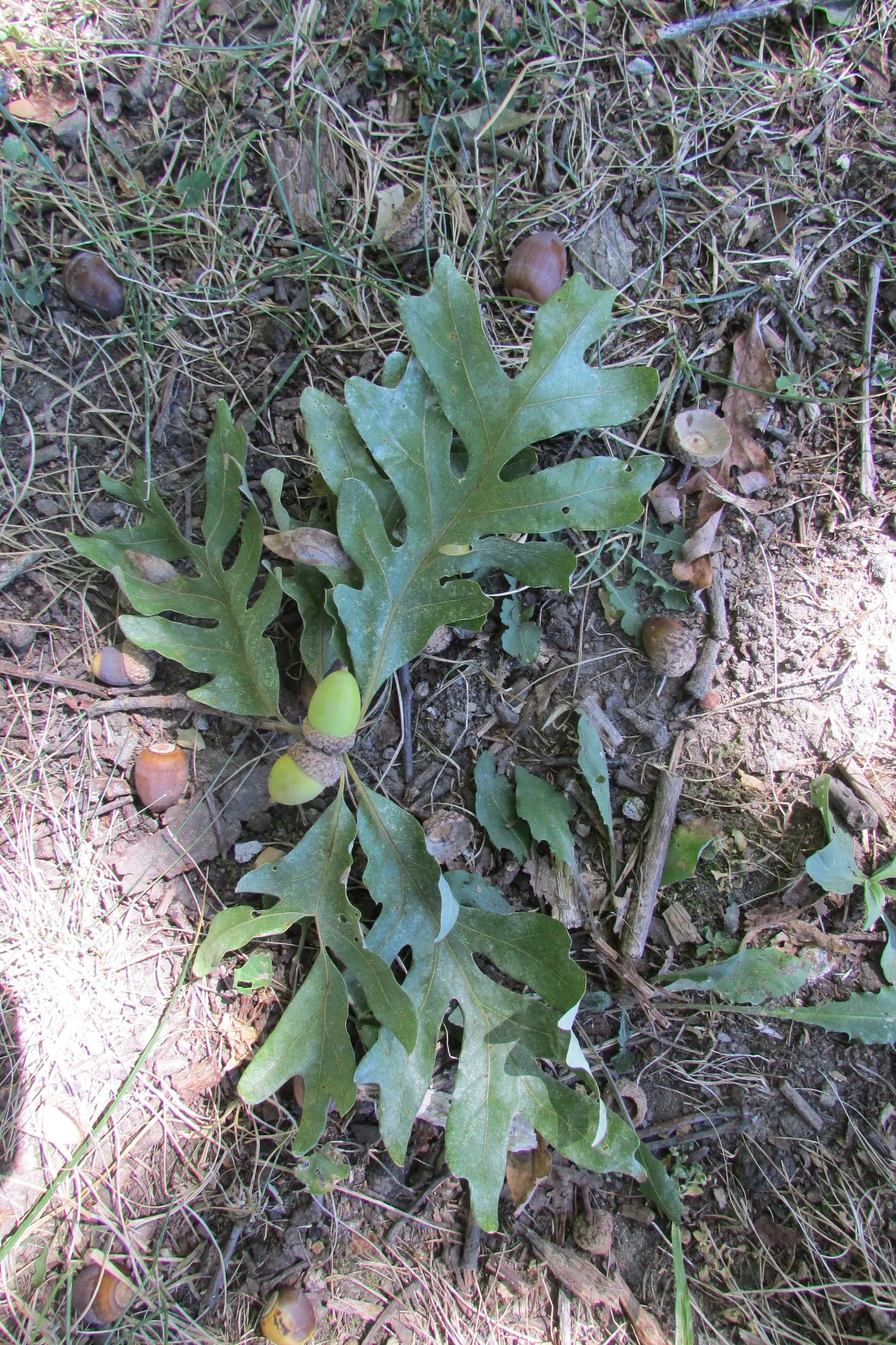 White Oak (Quercus Alba) — tree with green and yellow blooms