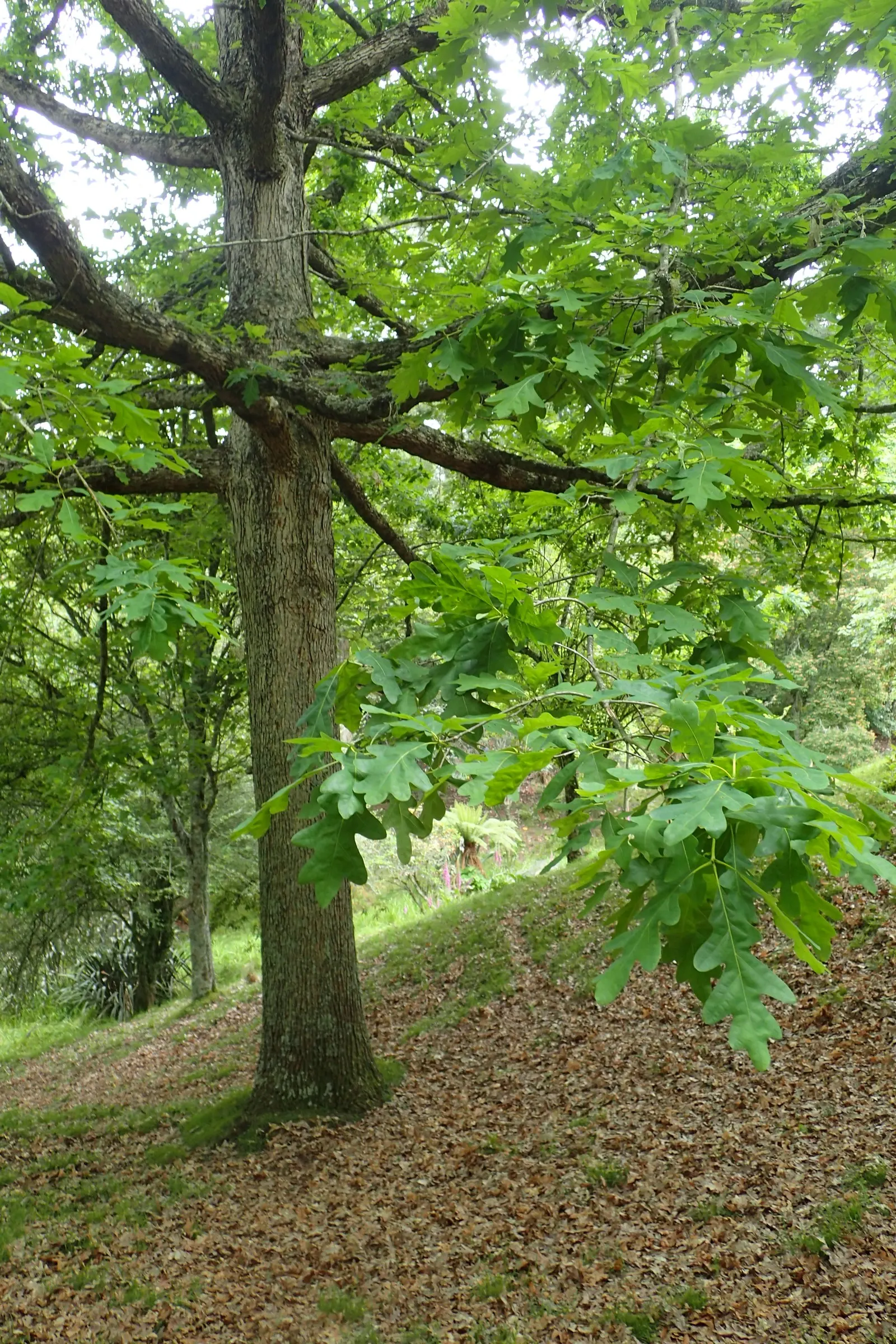 White Oak (Quercus Alba) — Hardy in USDA zones 3 to 9, this oak is resilient against drought once established
