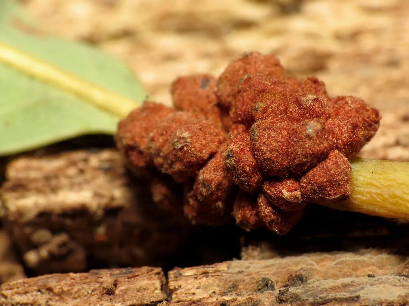 White Oak (Quercus Alba) — This oak prefers well-draining soil and full sun to partial shade, image 32