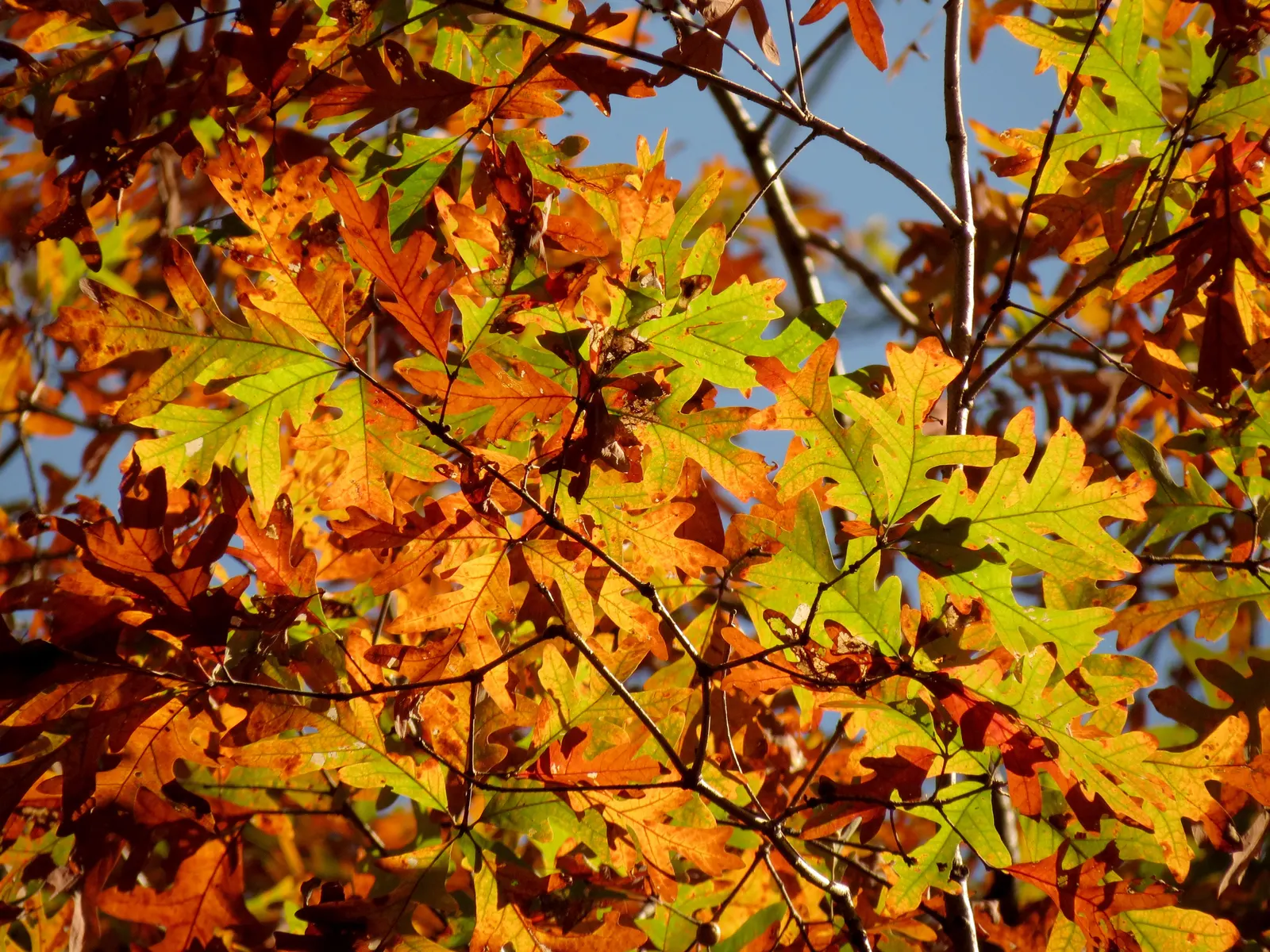 White Oak (Quercus Alba) — but the enduring grandeur of the Quercus alba will reward the landscape and its onlookers for generations