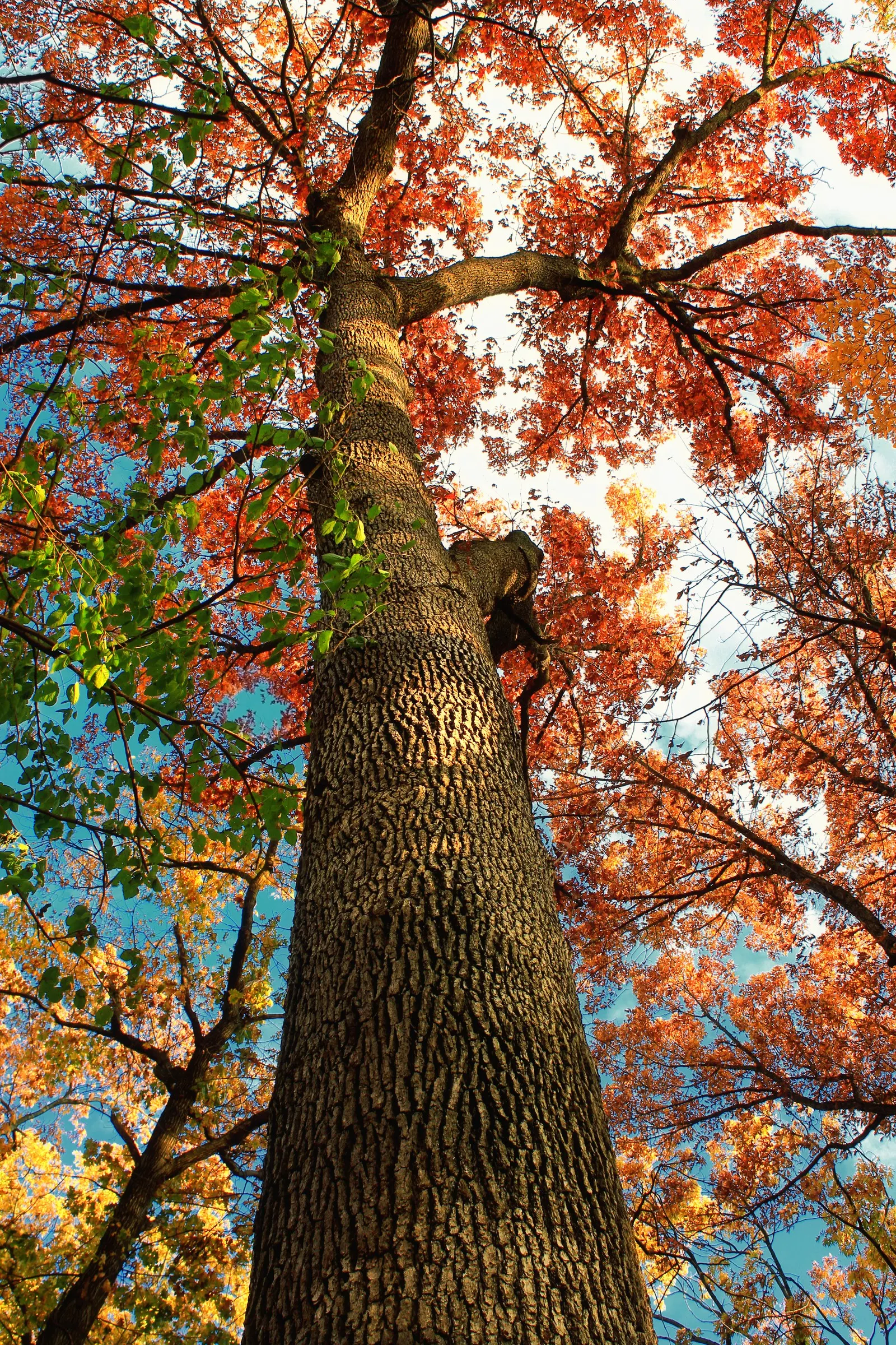 White Oak (Quercus Alba) — allowing for timely establishment in a cultivated setting.<br><br>Prominent for its deeply lobed