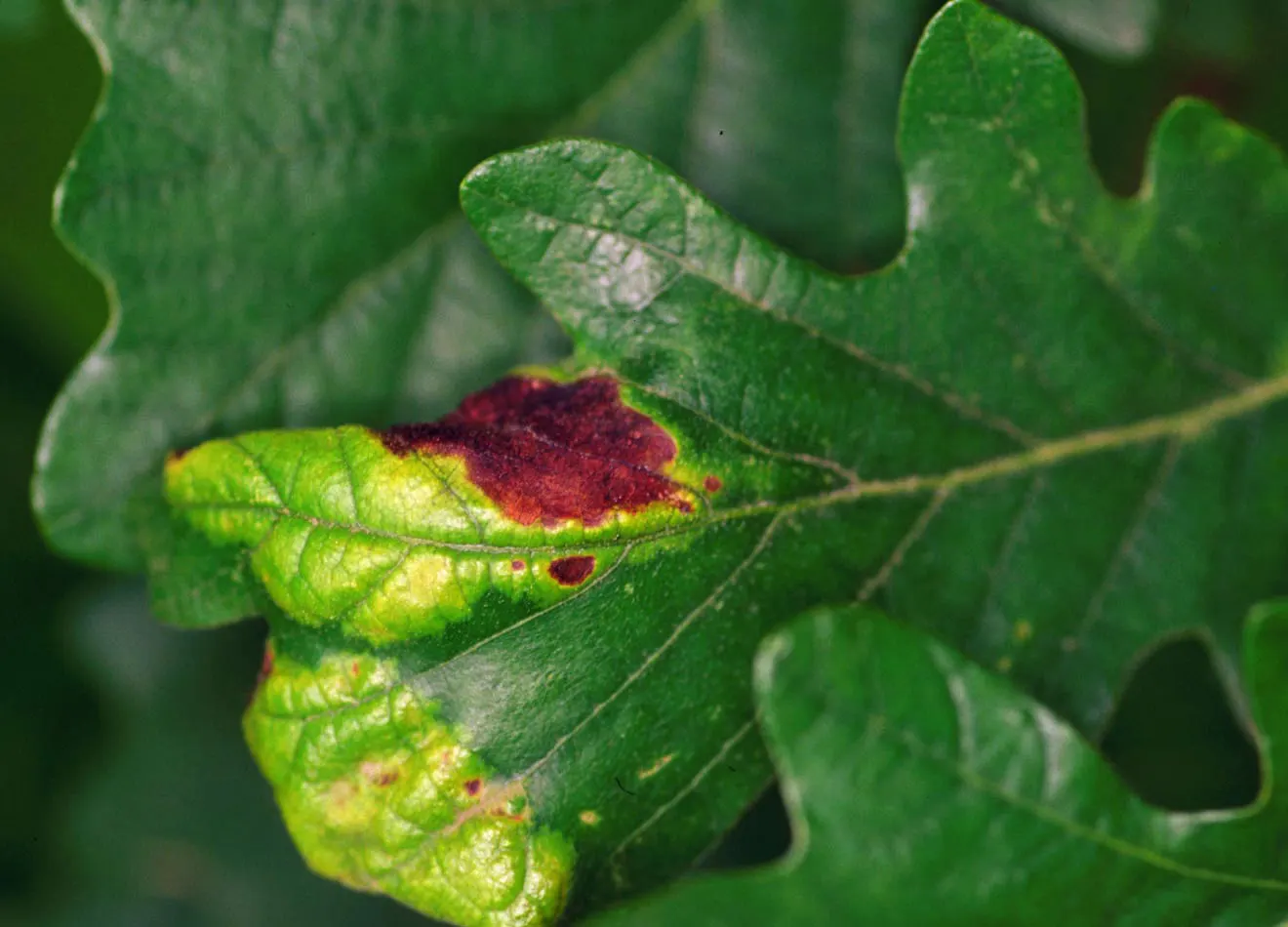 White Oak (Quercus Alba) — Its deeply lobed leaves turn a spectacular burgundy in fall; the bark is light ash-gray, image 84