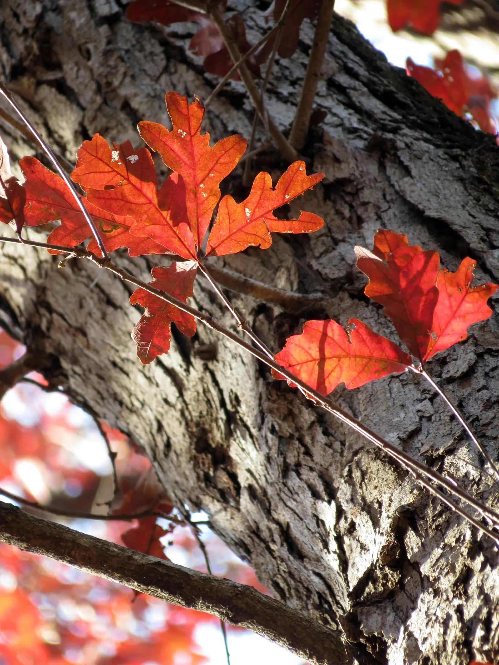 White Oak (Quercus Alba) — green and yellow flowers in the garden