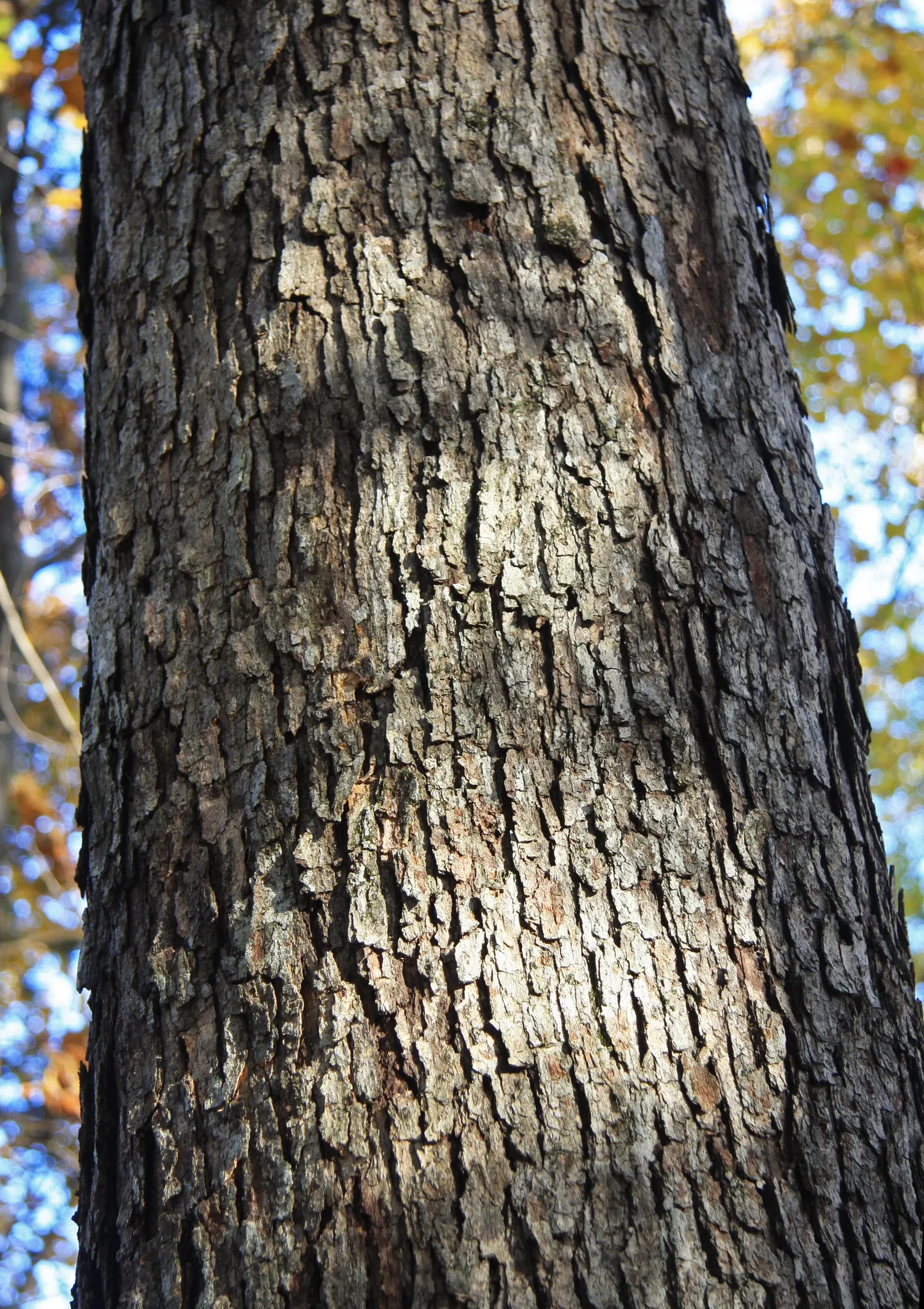 White Oak (Quercus Alba) — the White Oak requires considerable space; hardy in USDA zones 3 to 9, this oak is resilient against drought once established