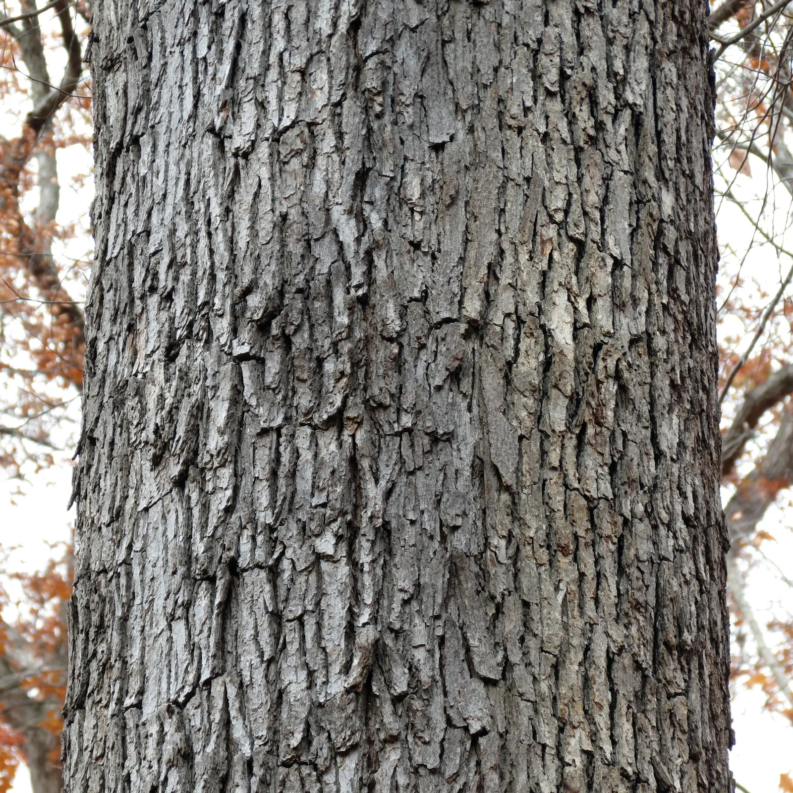 White Oak (Quercus Alba) — The White Oak, or Quercus alba, is a majestic, long-lived hardwood indigenous to eastern North America