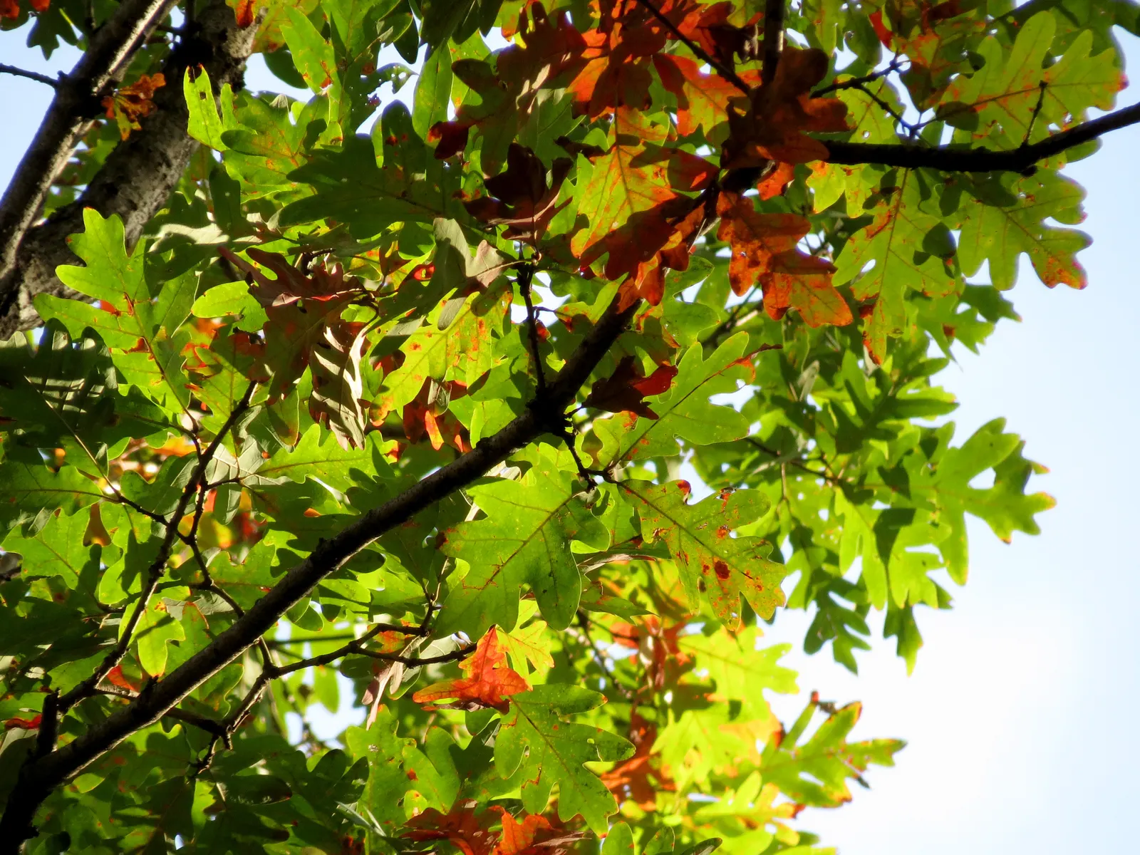 White Oak (Quercus Alba) — The bark is light ash-gray; allowing for timely establishment in a cultivated setting.<br><br>Prominent for its deeply lobed