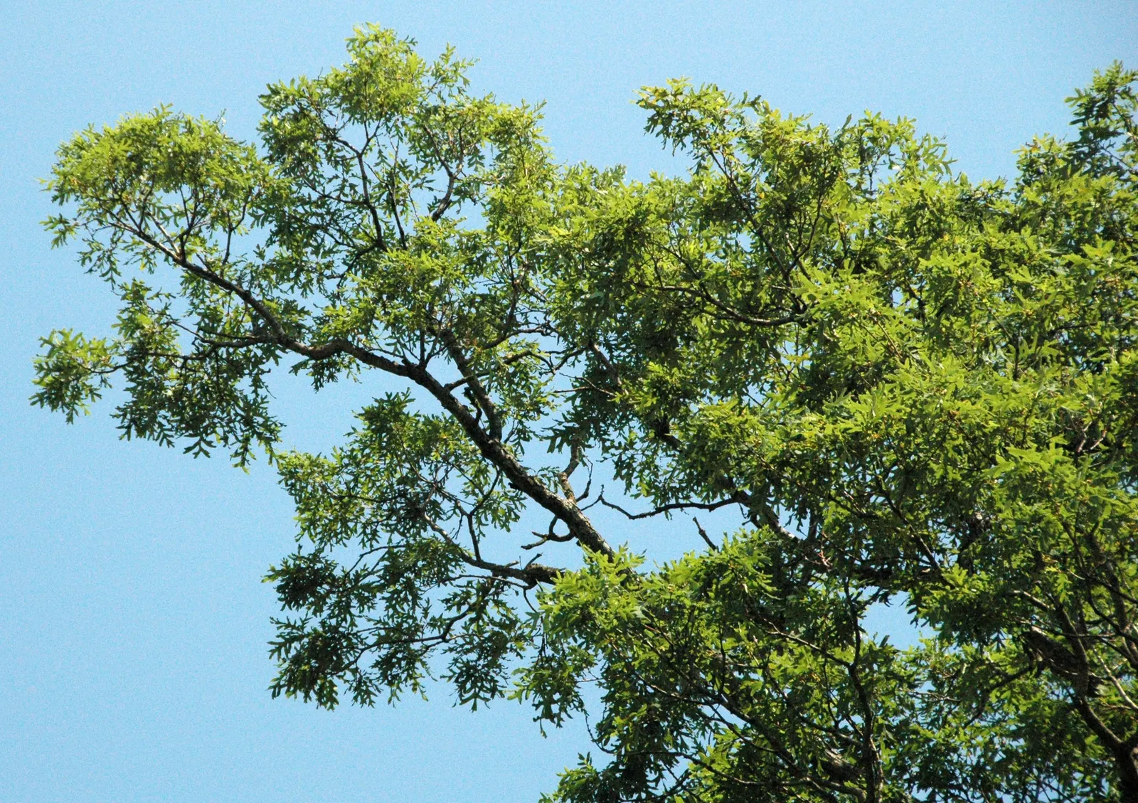 White Oak (Quercus Alba) — scientifically recognized as Quercus alba; acidic to neutral soils and thrives in full sun to partial shade, image 61
