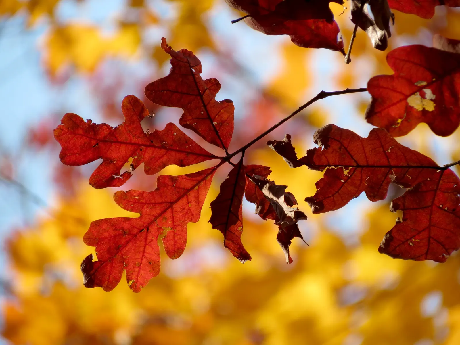 White Oak (Quercus Alba) — the White Oak requires considerable space