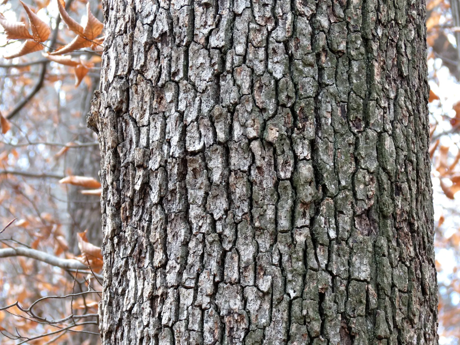White Oak (Quercus Alba) — green and yellow flowers in the garden; it is vital to understand the attributes of this grand species to effectively incorporate it