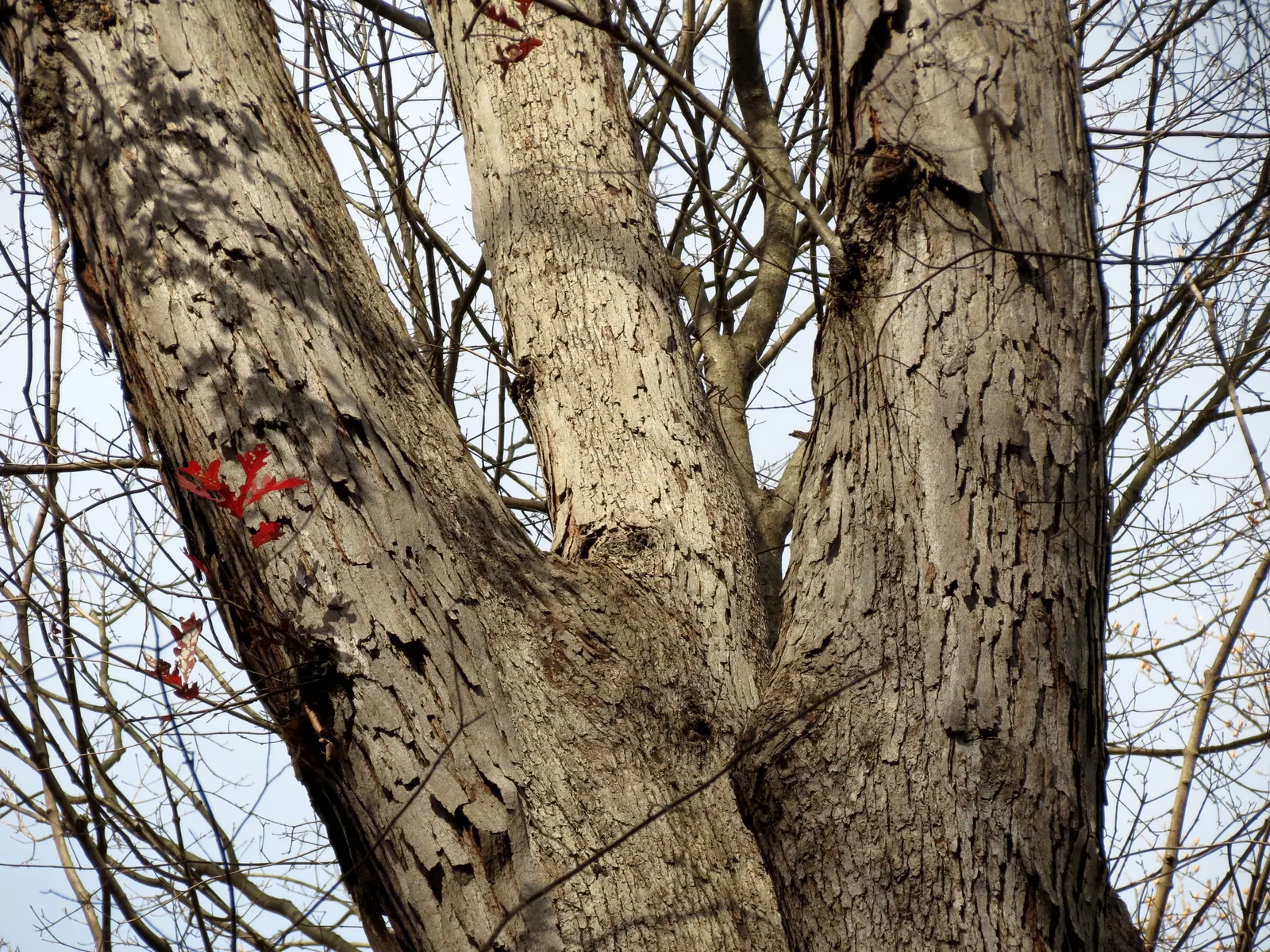 White Oak (Quercus Alba) — Its deeply lobed leaves turn a spectacular burgundy in fall; the bark is light ash-gray